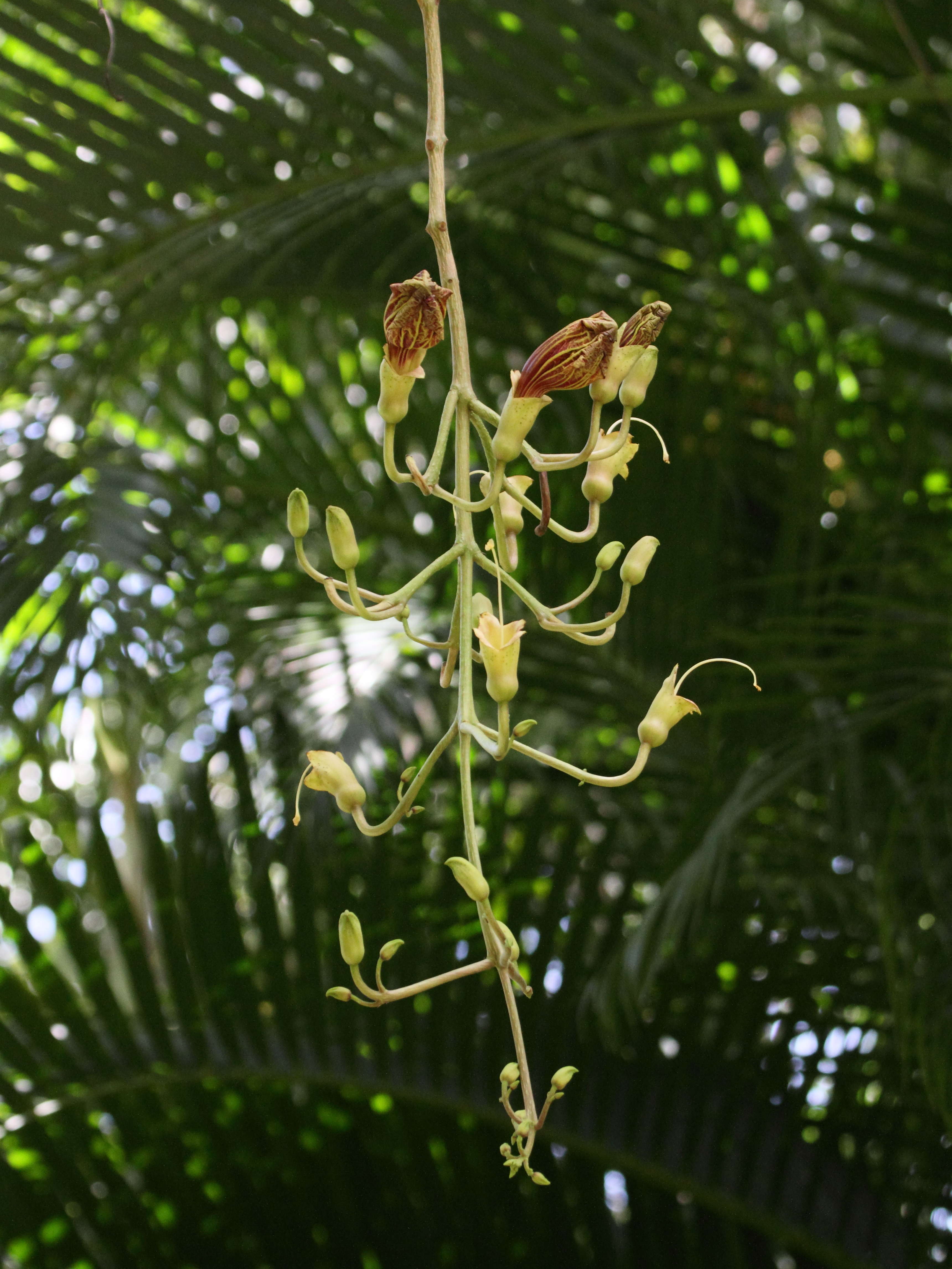 Afficher le média kigelia_africana1bd kigelia_africana1bd