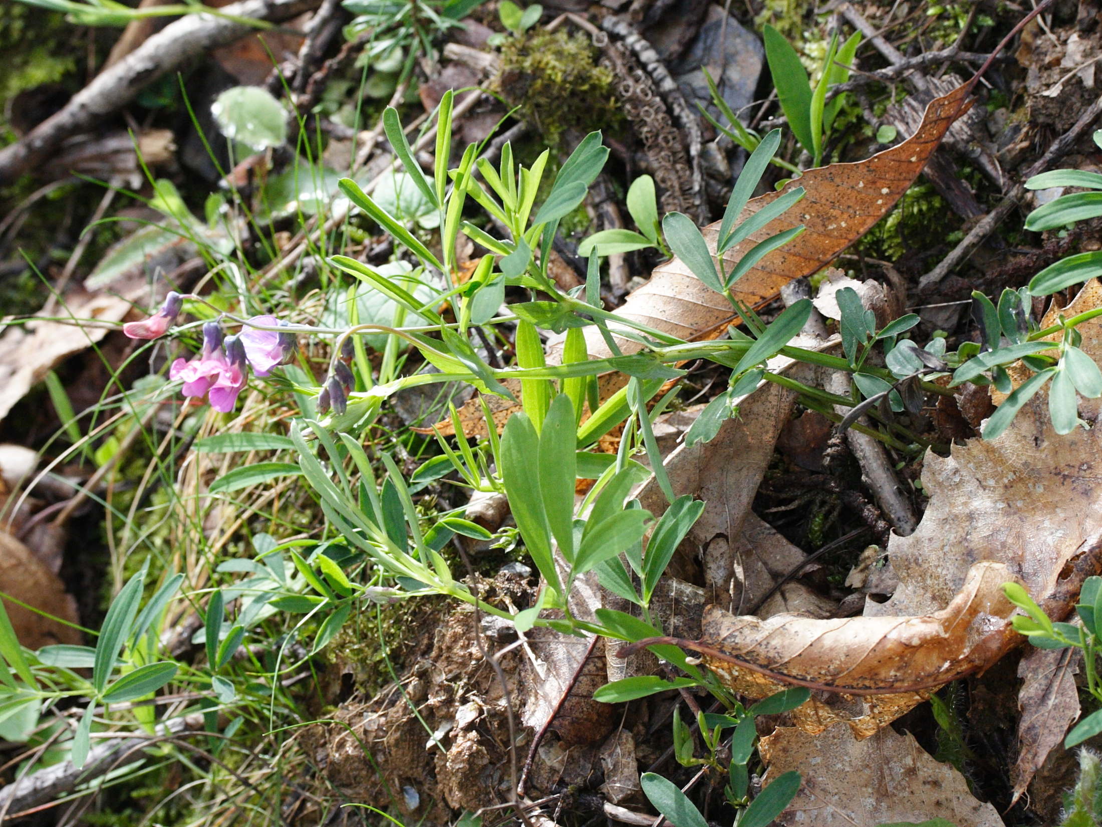 lathyrus_montanus1md