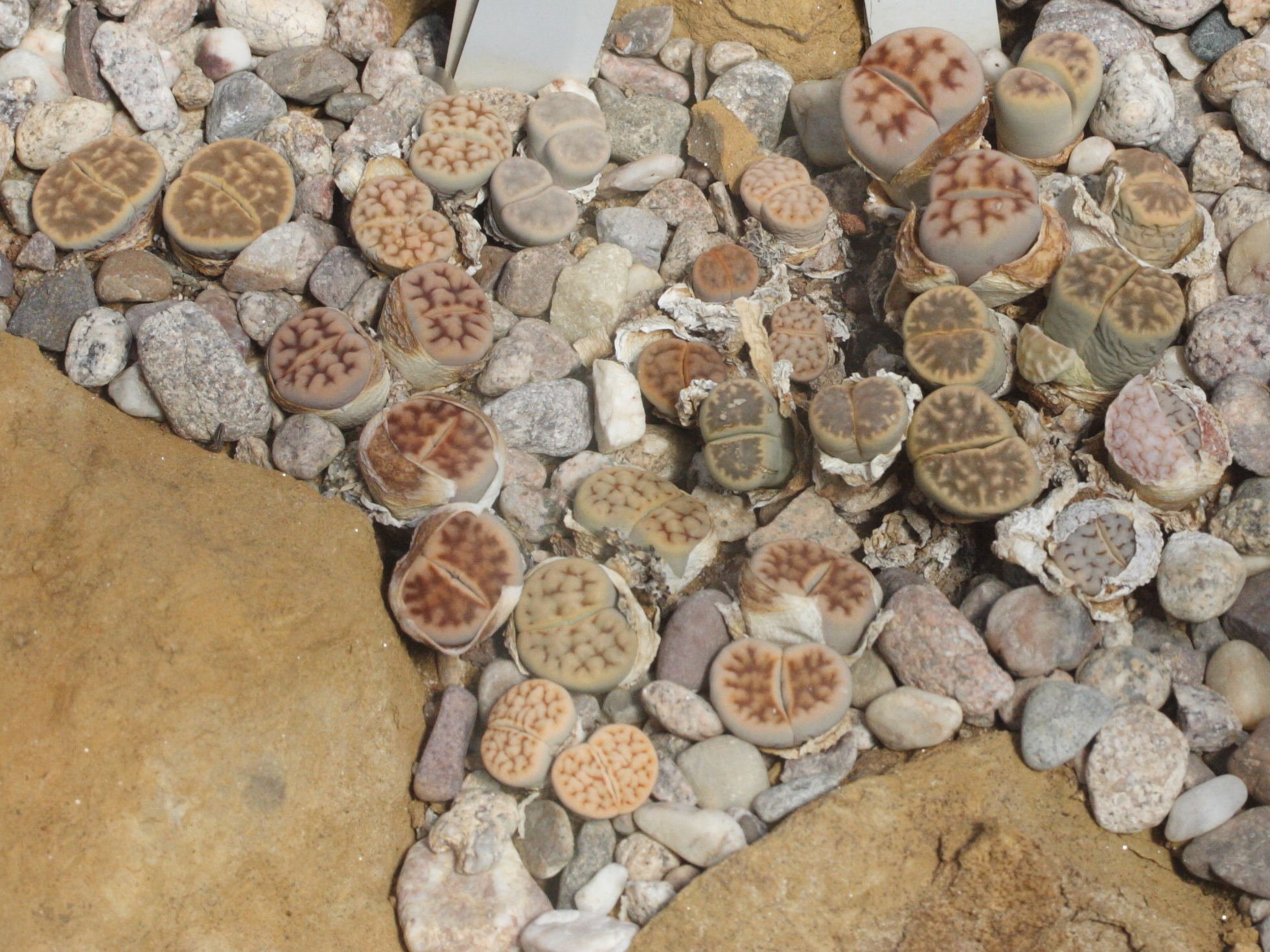 Afficher le média lithops_karasmontana1md lithops_karasmontana1md