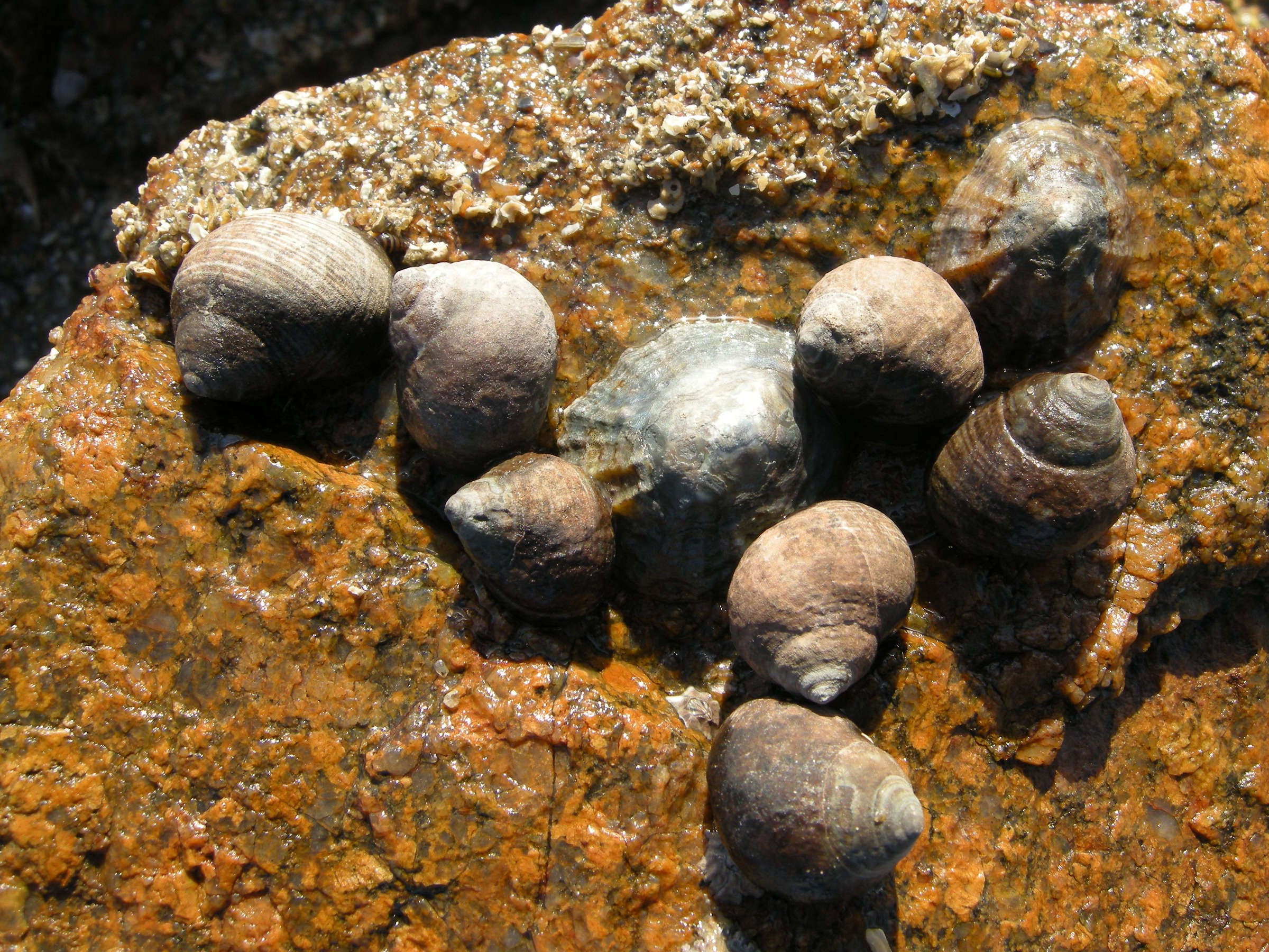 Afficher le média littorina_littorea1amd littorina_littorea1amd