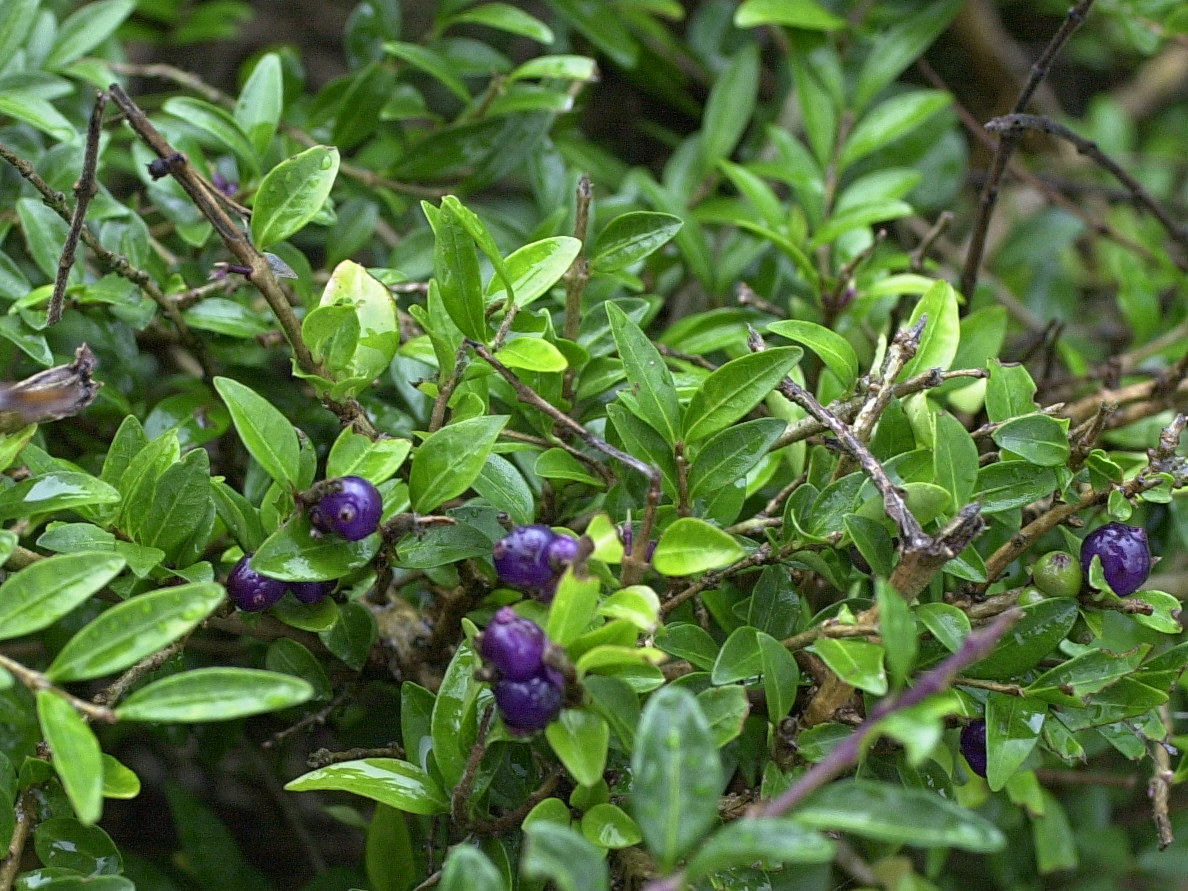 lonicera_nitida3md