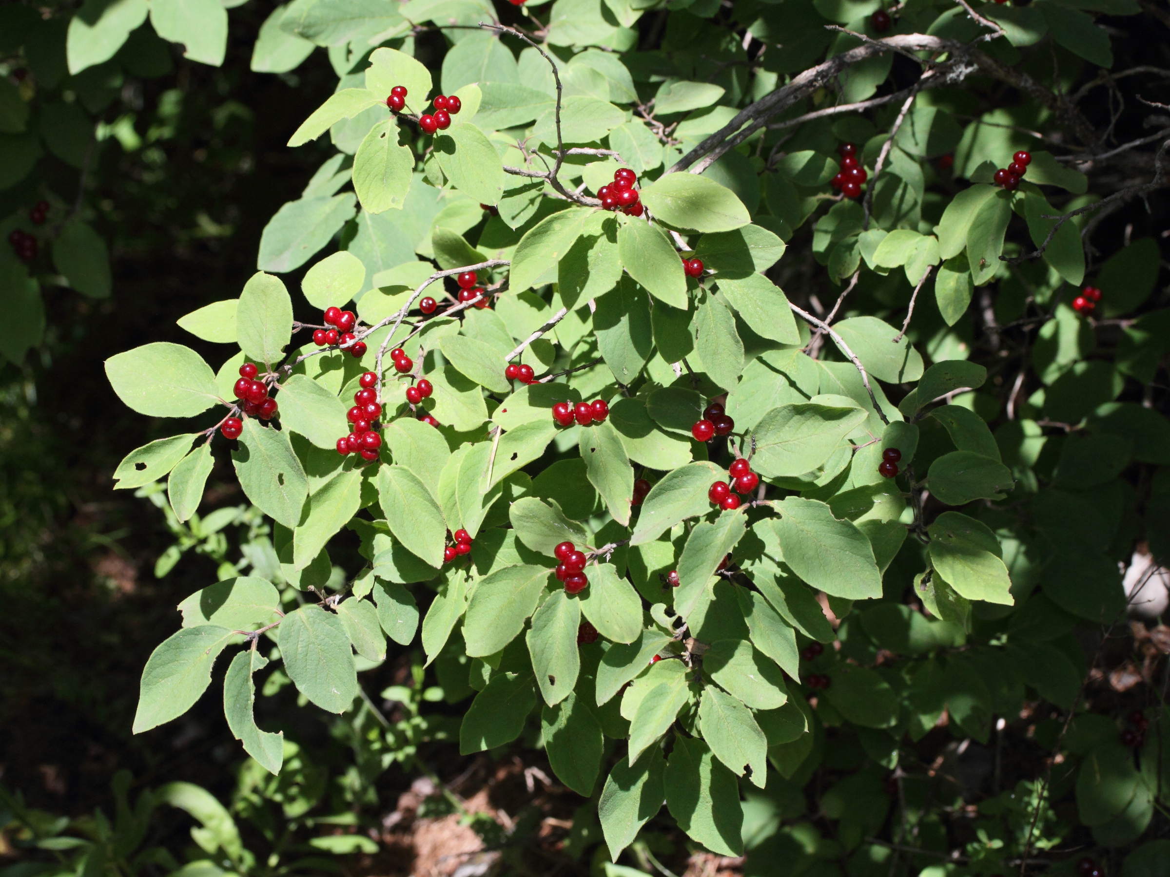 lonicera_xylosteum9md