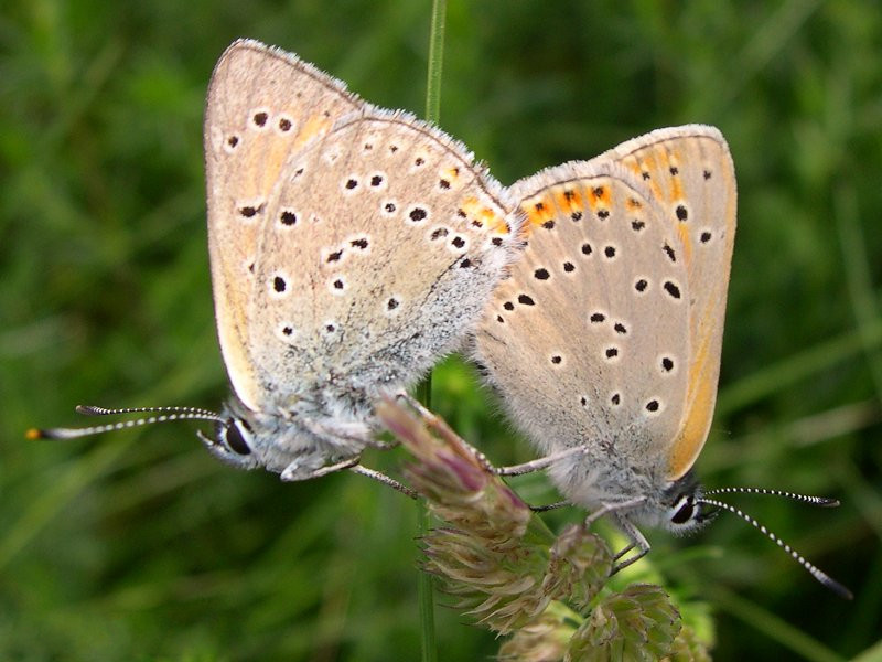 lycaena_alciphron2sd
