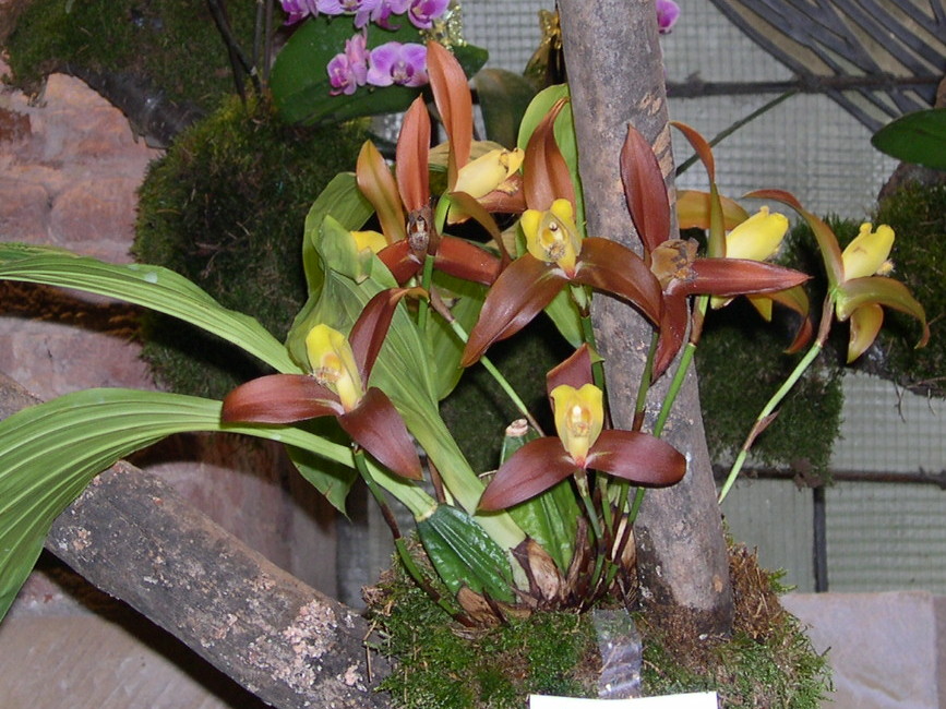 Afficher le média lycaste_lasioglossa2fca lycaste_lasioglossa2fca