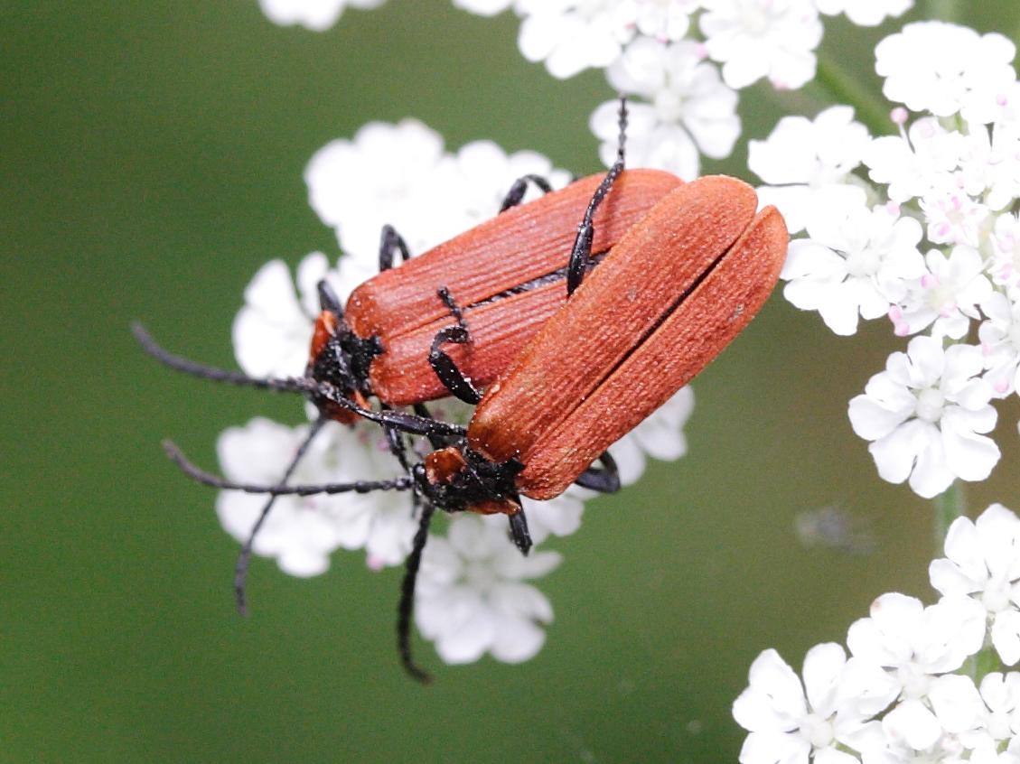 lygistopterus_sanguineus2md