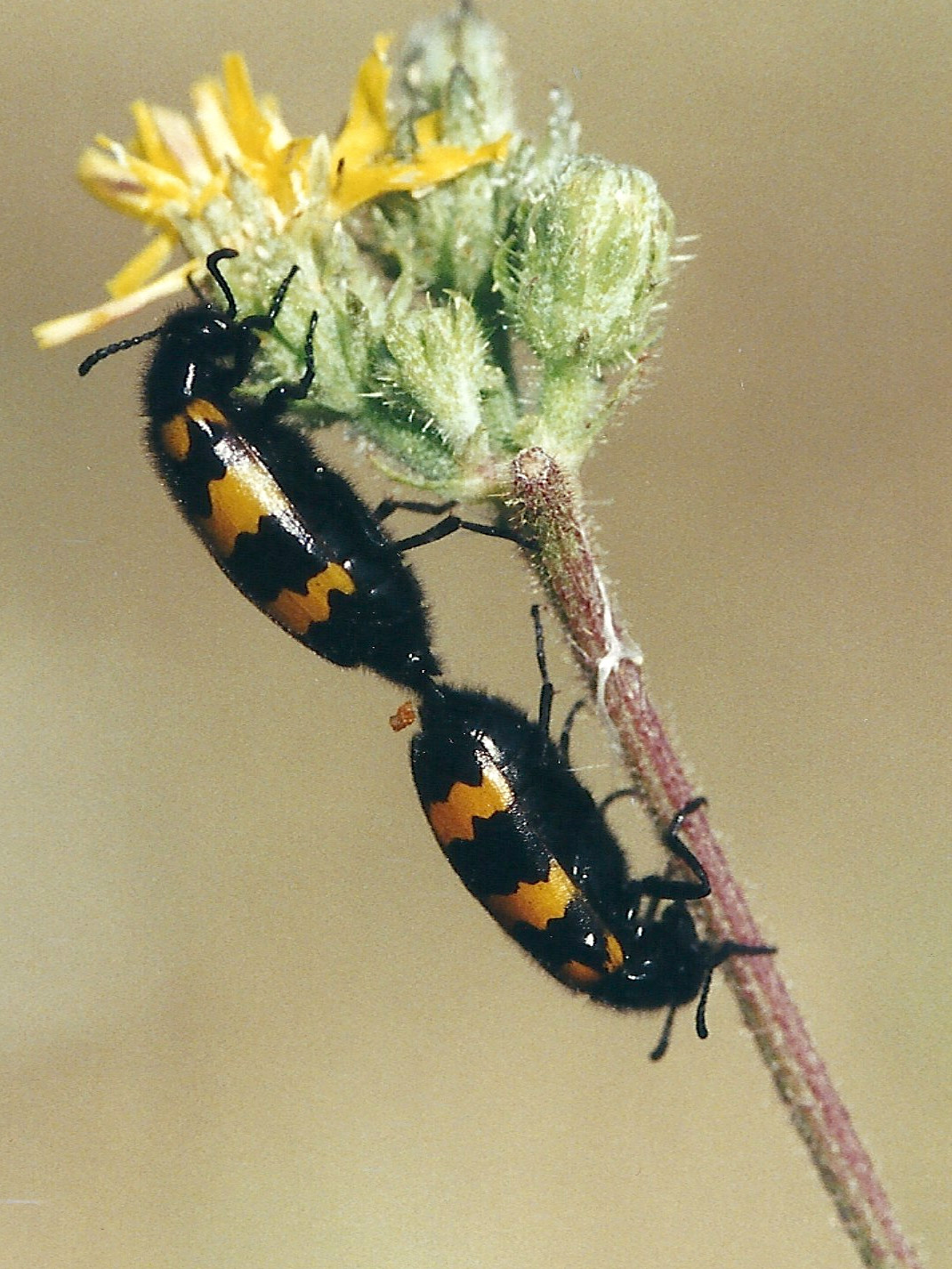 mylabris_variabilis1md