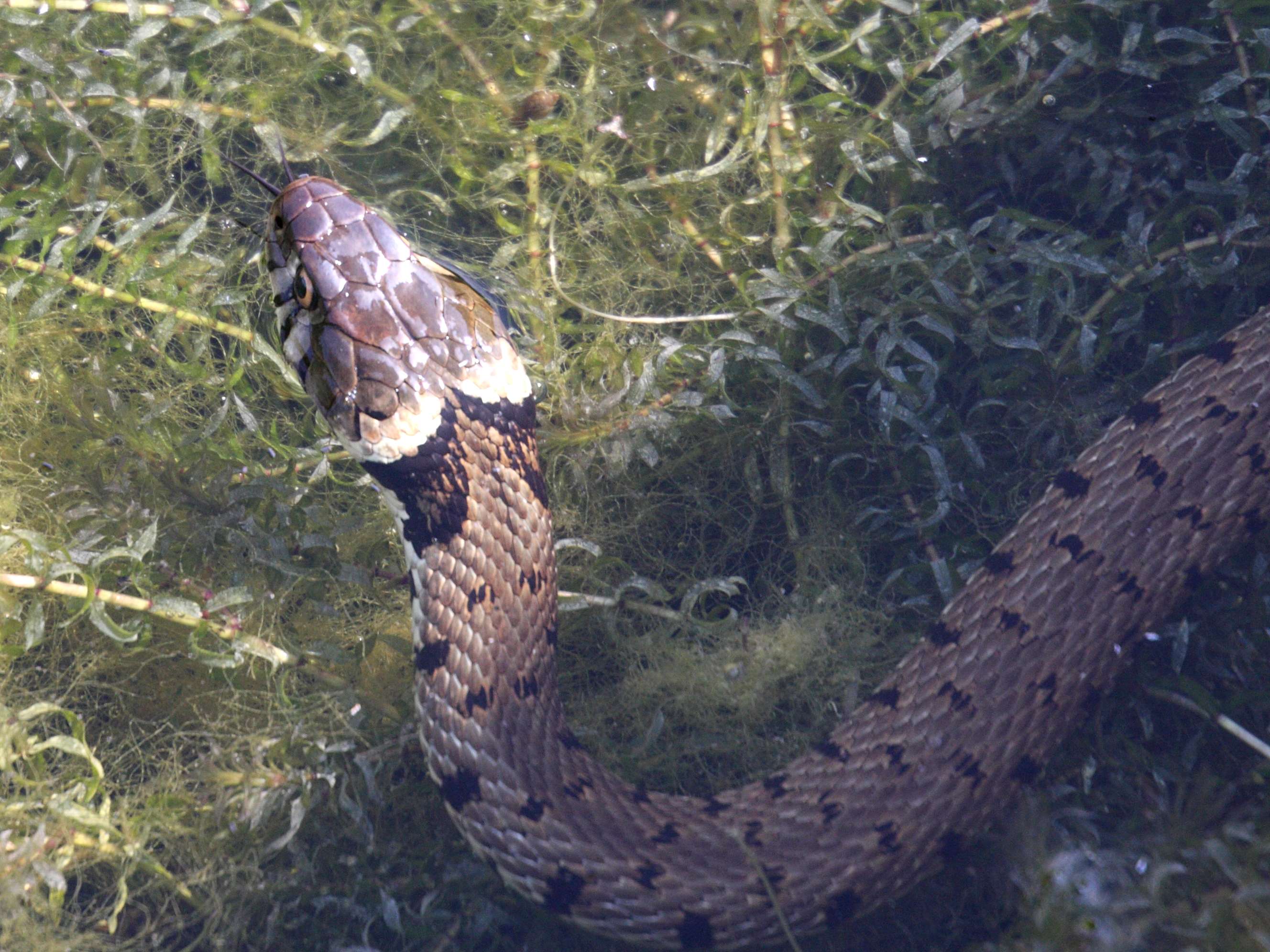 Afficher le média natrix_natrix4md natrix_natrix4md