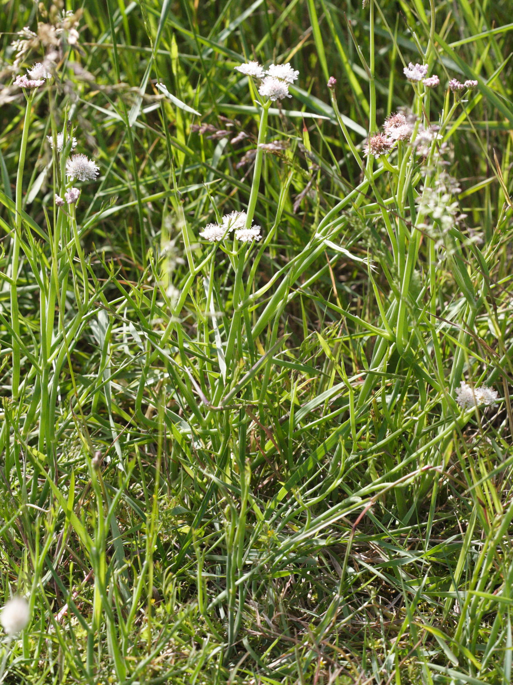 oenanthe_fistulosa1md