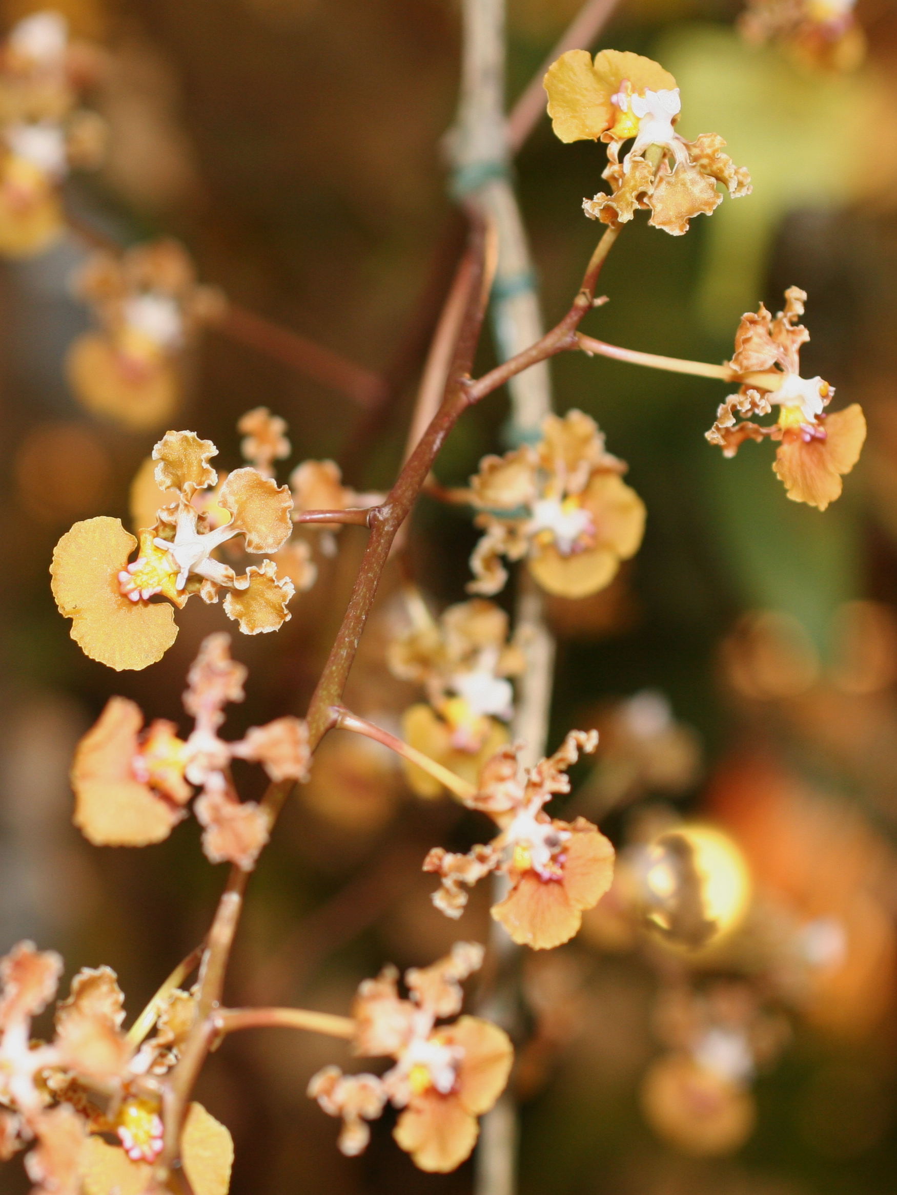 Afficher le média oncidium_splendidum2md oncidium_splendidum2md