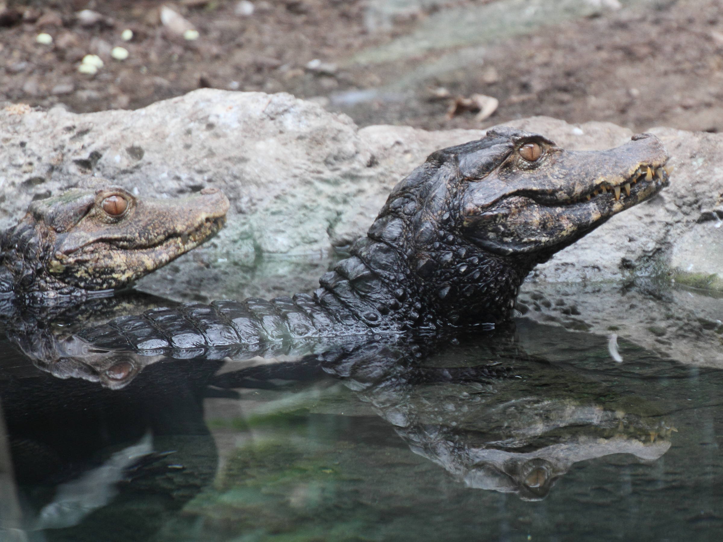 Afficher le média paleosuchus_palpebrosus1md paleosuchus_palpebrosus1md