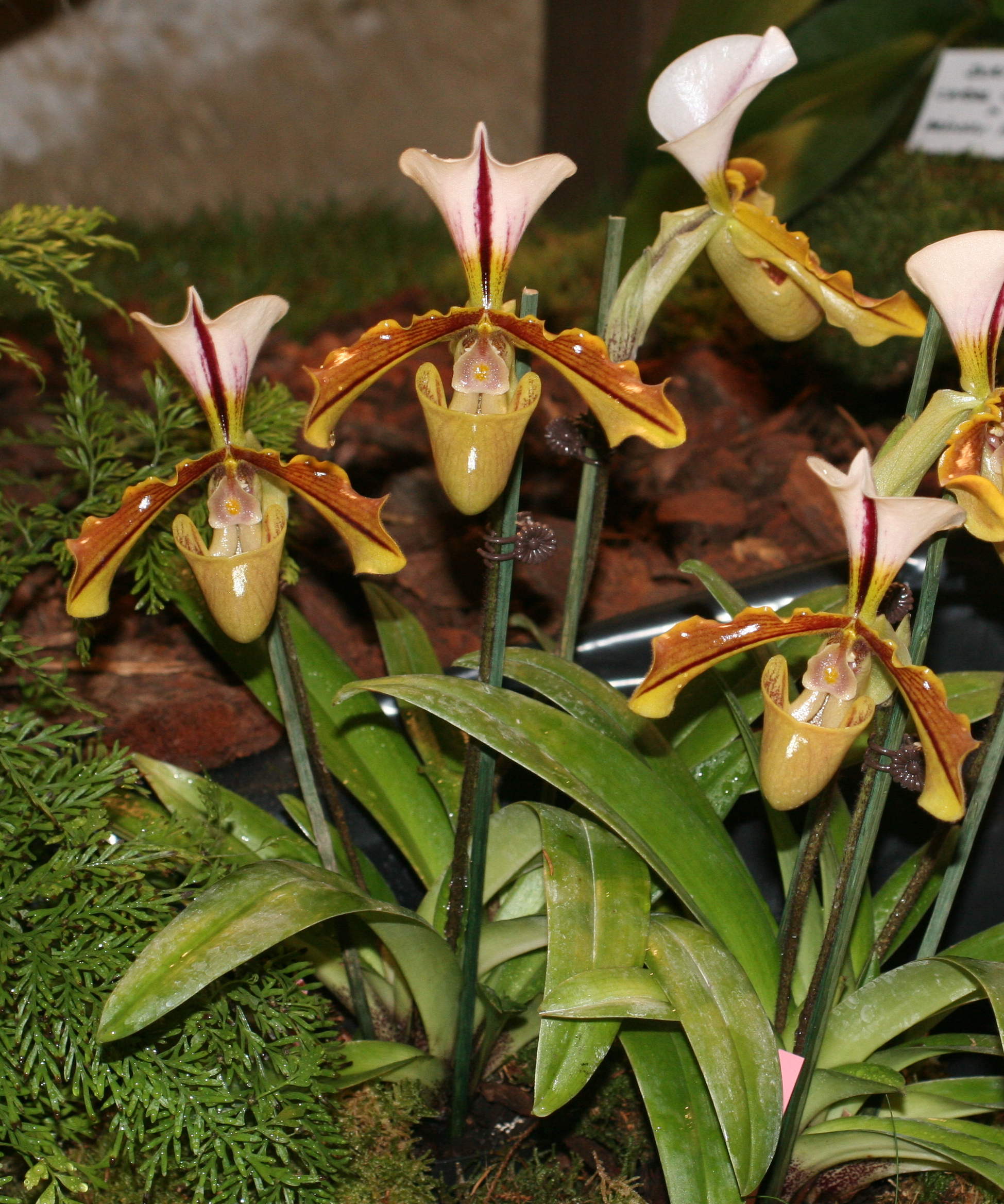 paphiopedilum_spicerianum1md