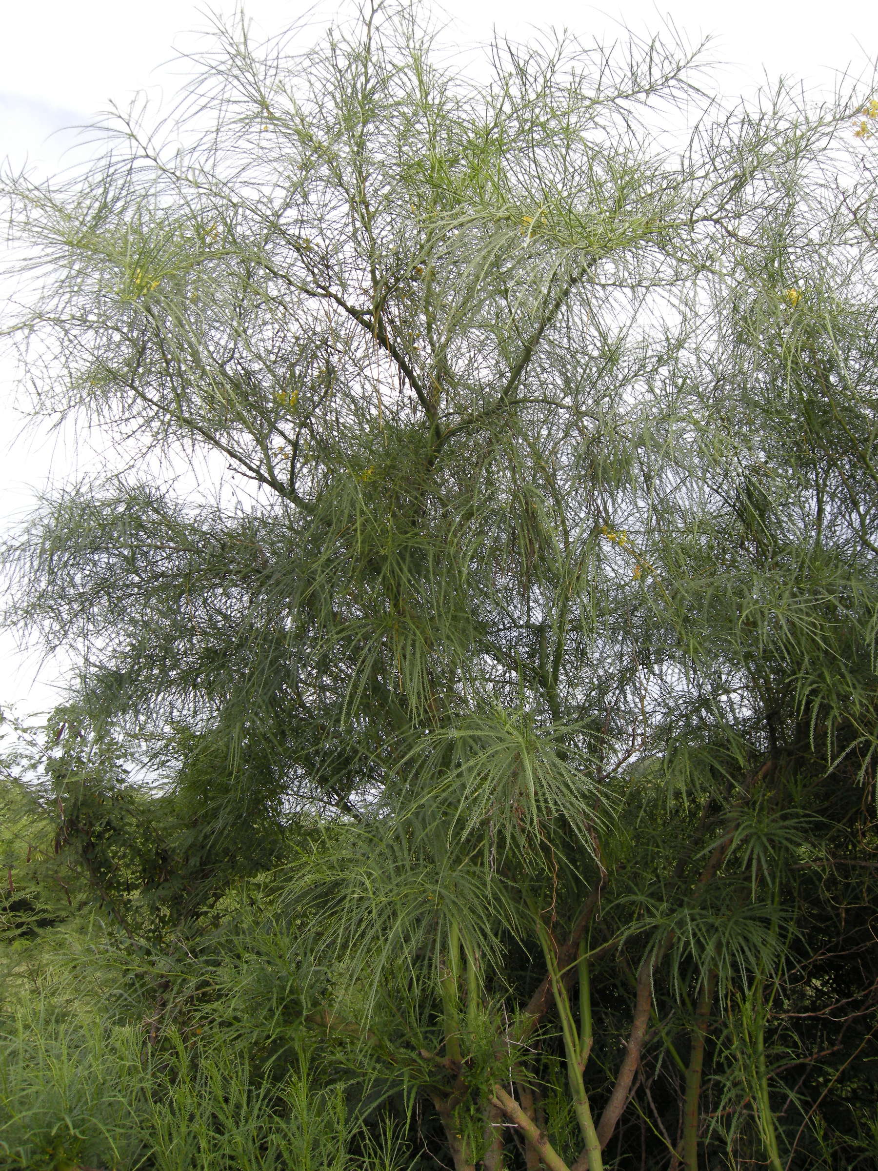 parkinsonia_aculeata1md