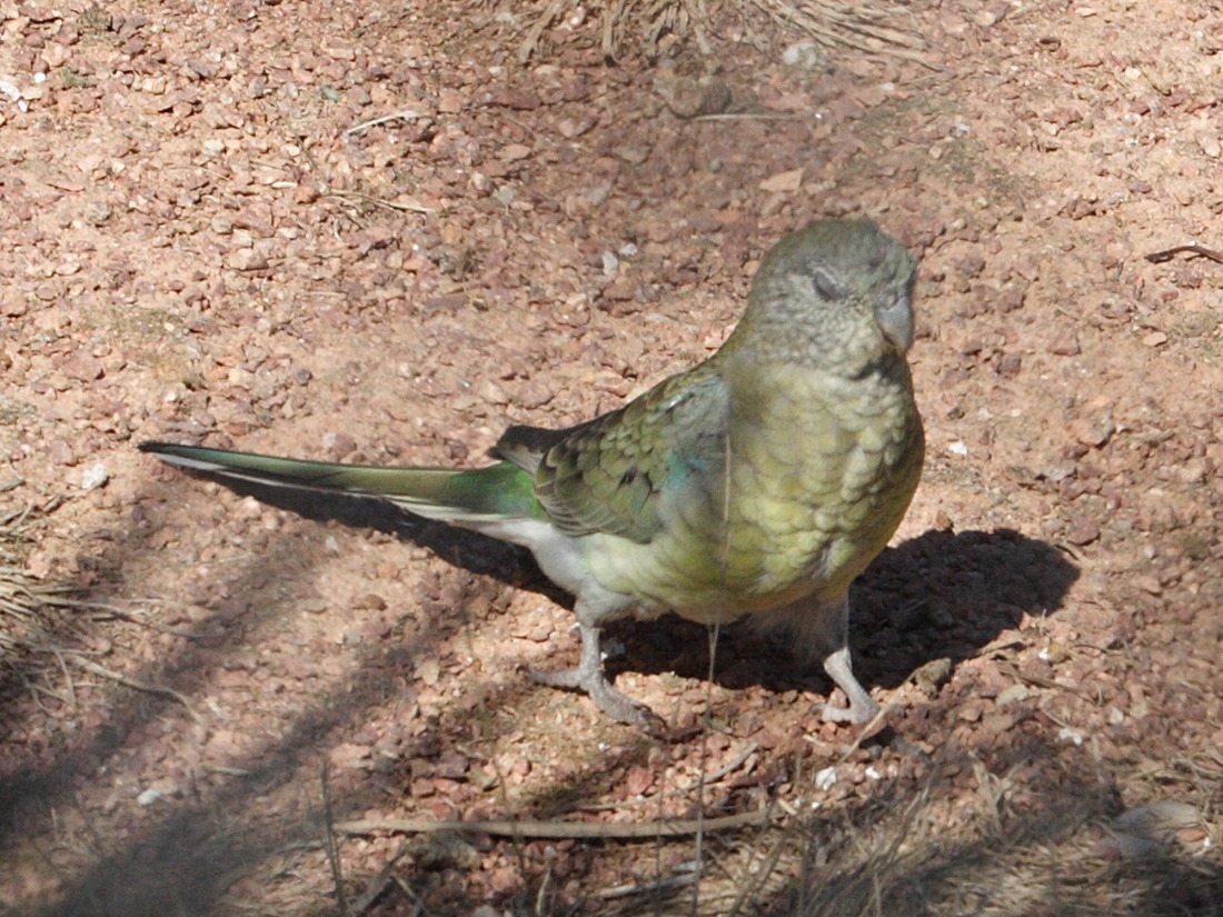 perruche_a_croupion_rouge_-_psephotus_haematonotus3md