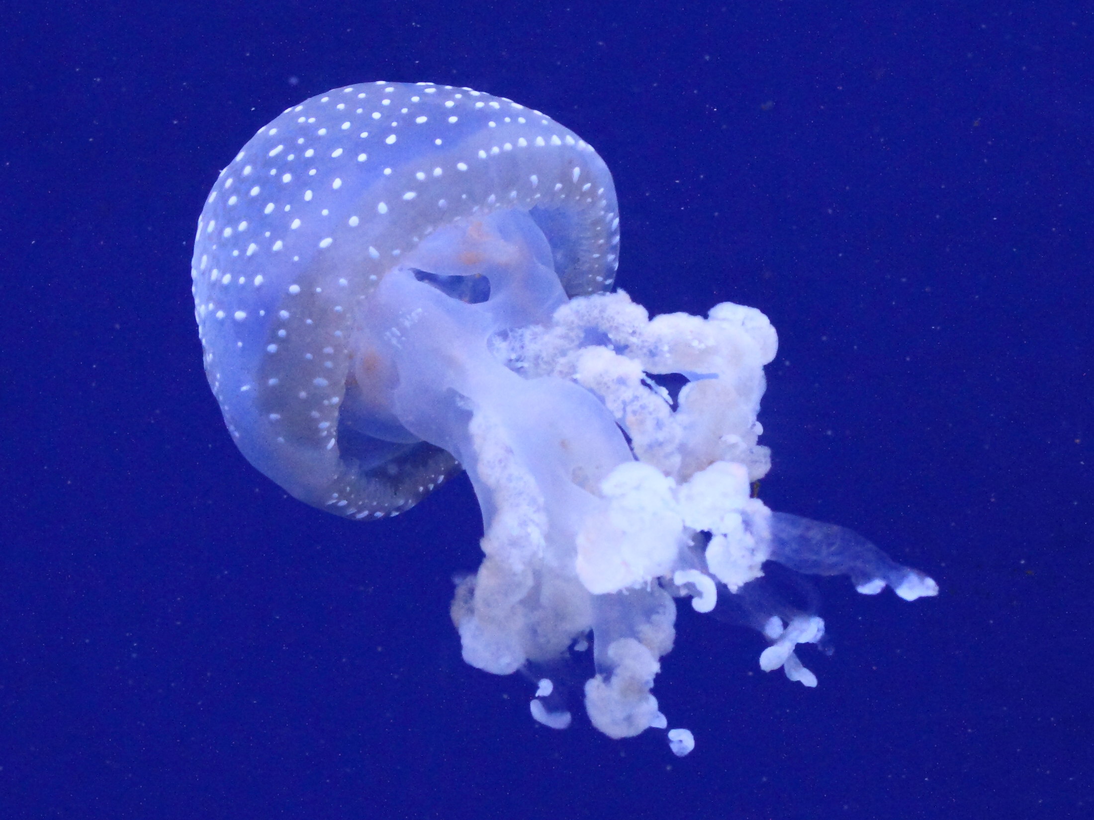 phyllorhiza_punctata3md