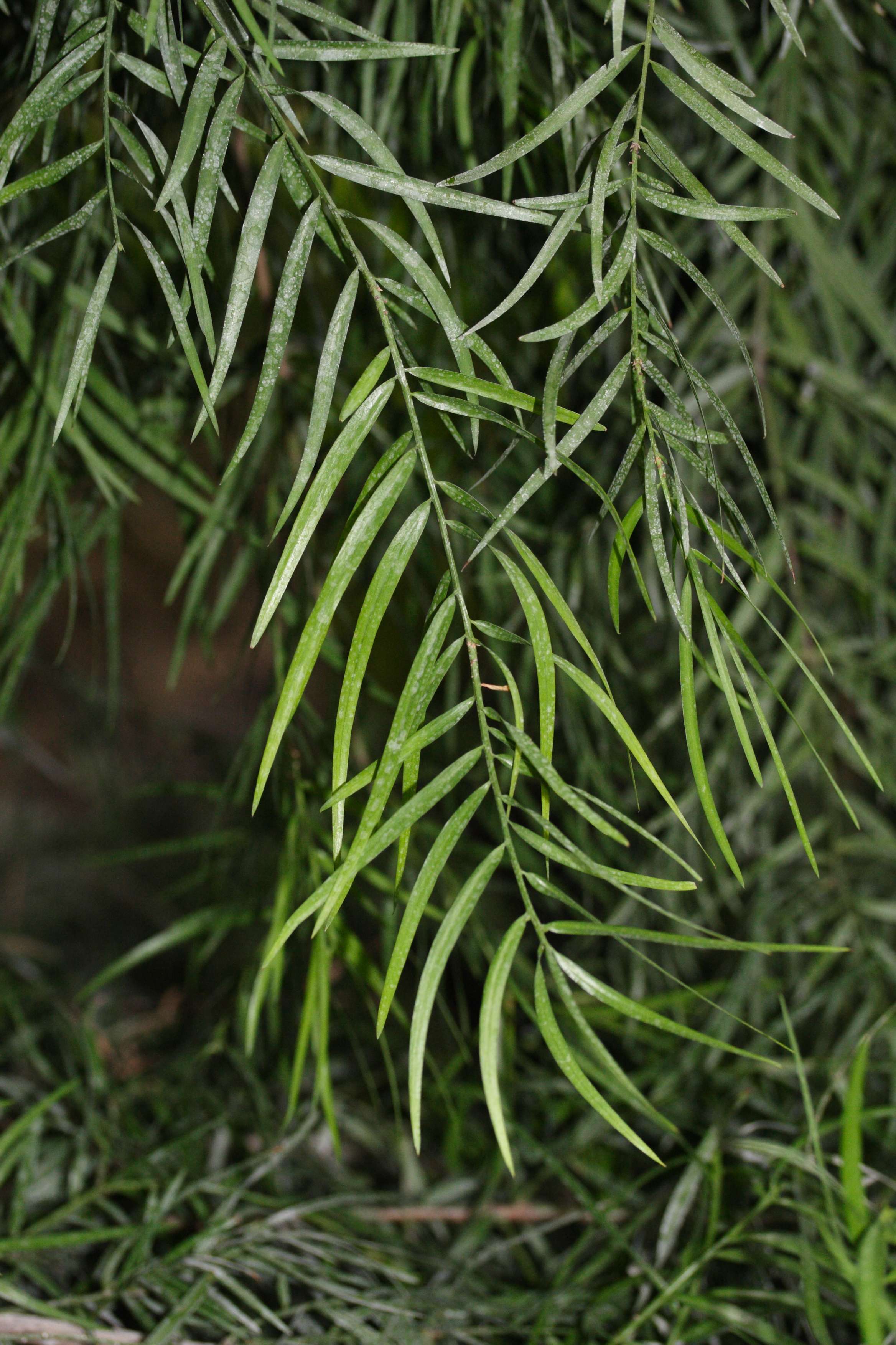 podocarpus_elongatus1md