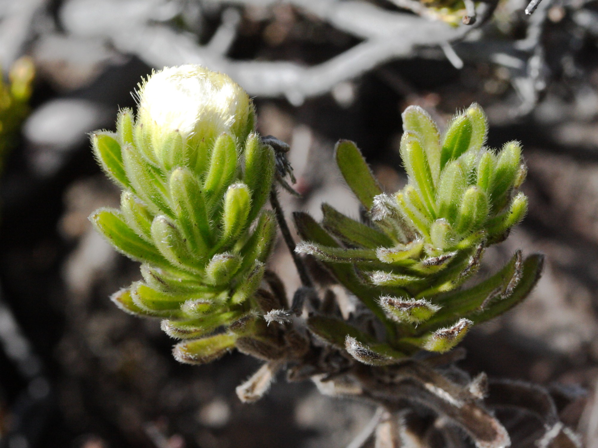 psiadia_callocephala1md