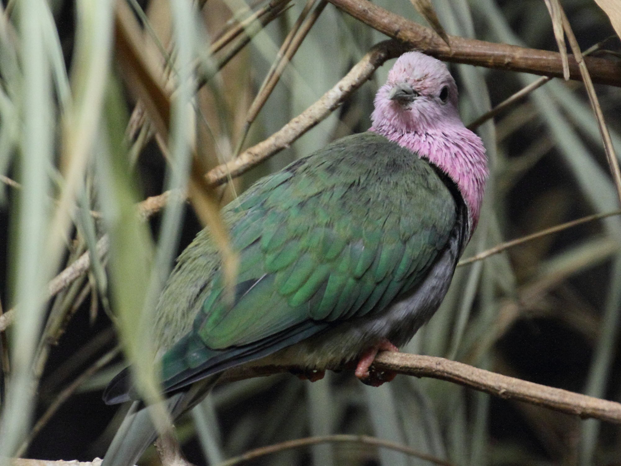 ptilope_porphyre_-_ptilinopus_porphyreus3md