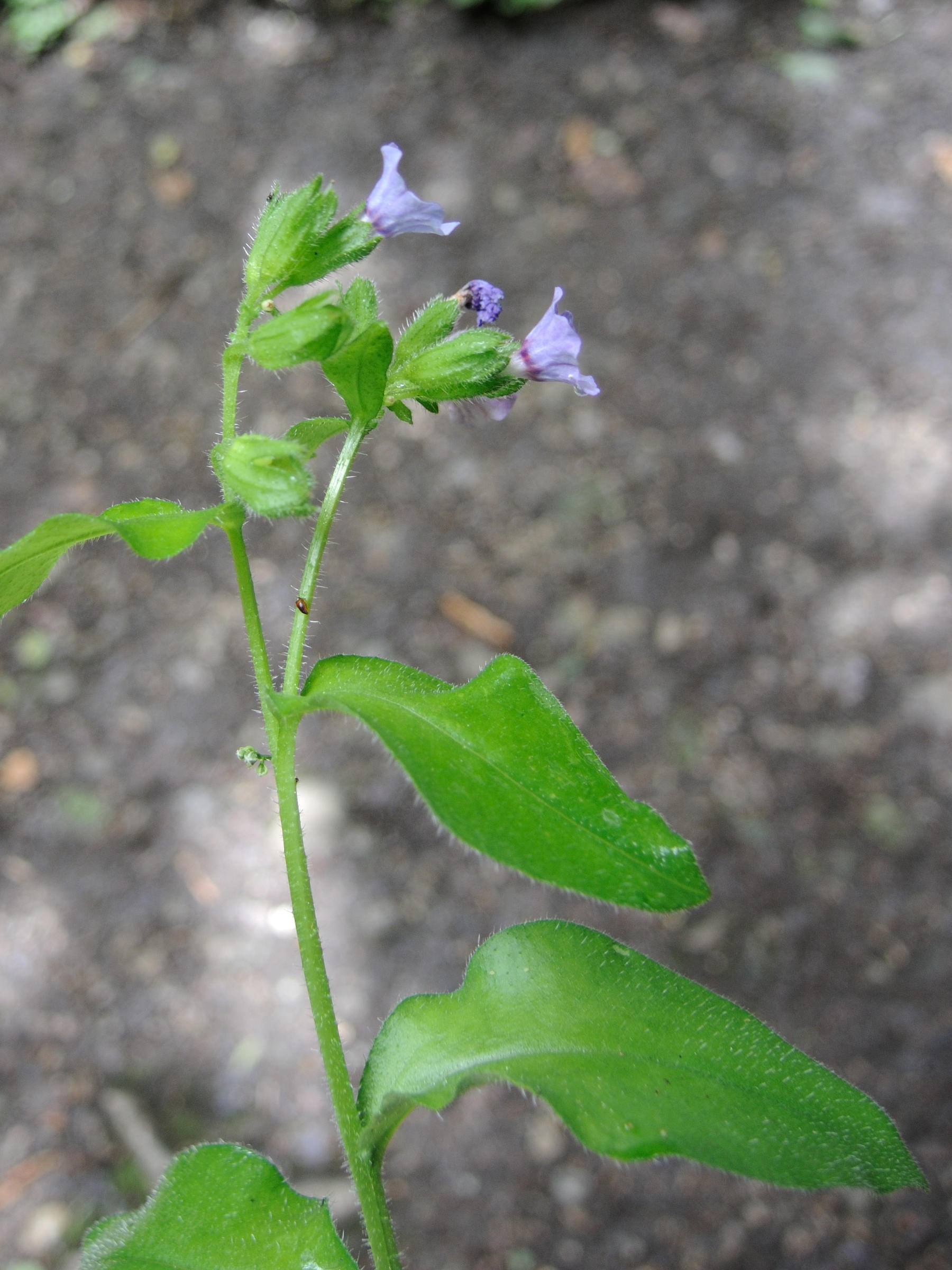 pulmonaria_montana3md