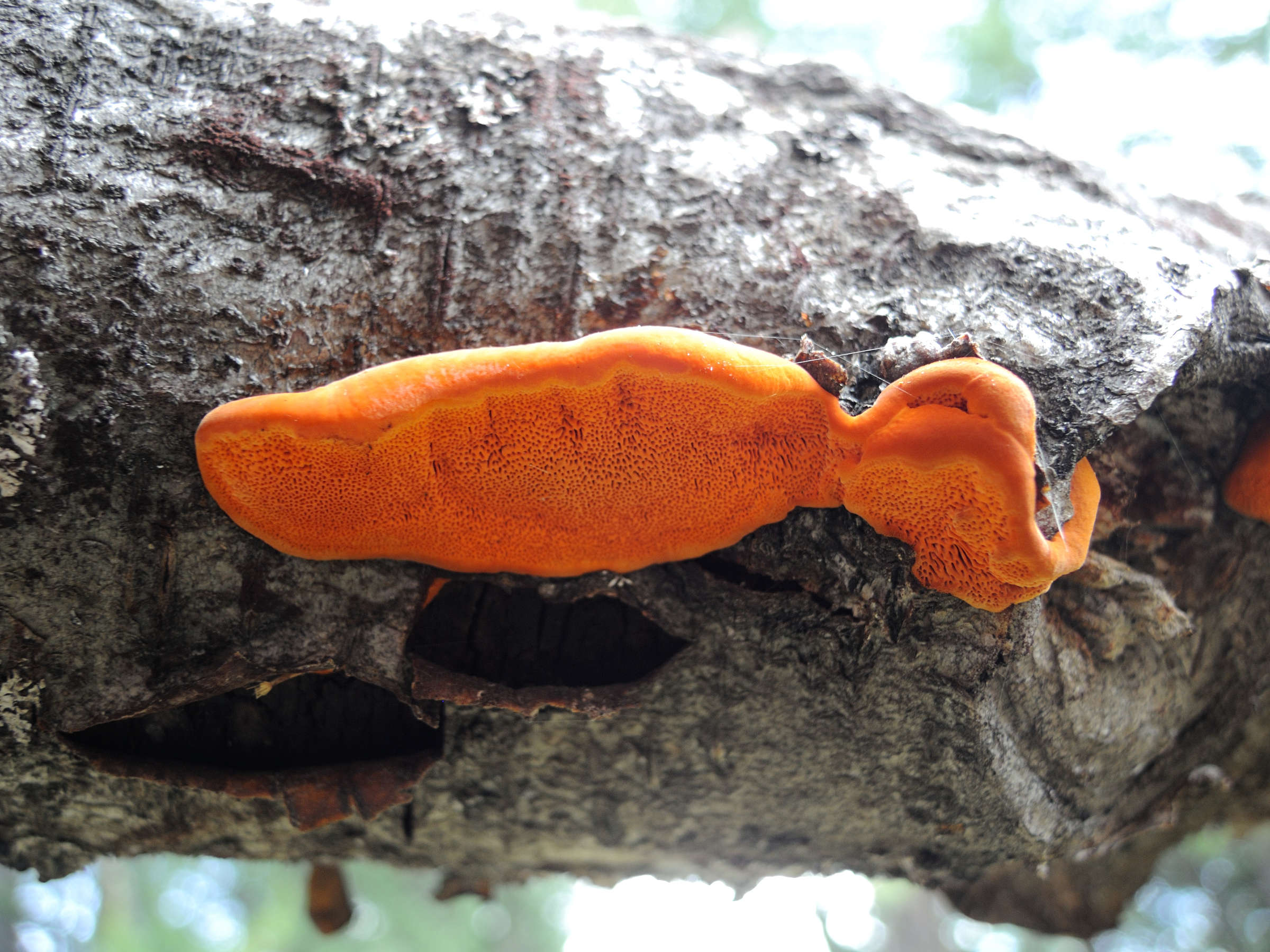 pycnoporus_cinnabarinus1md