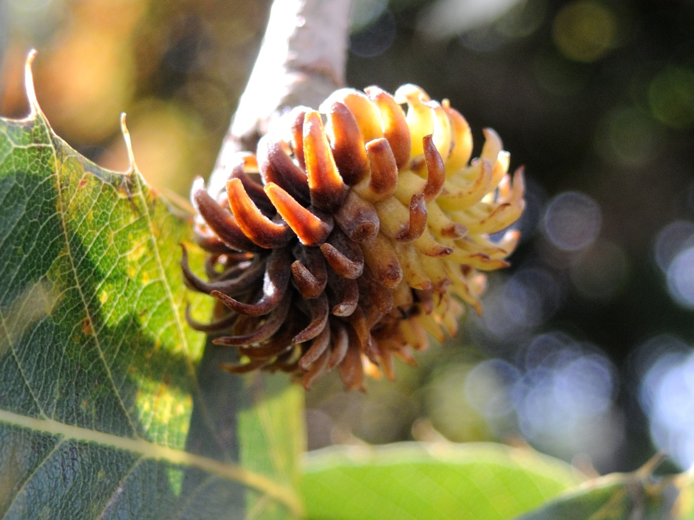 quercus_acutissima4md