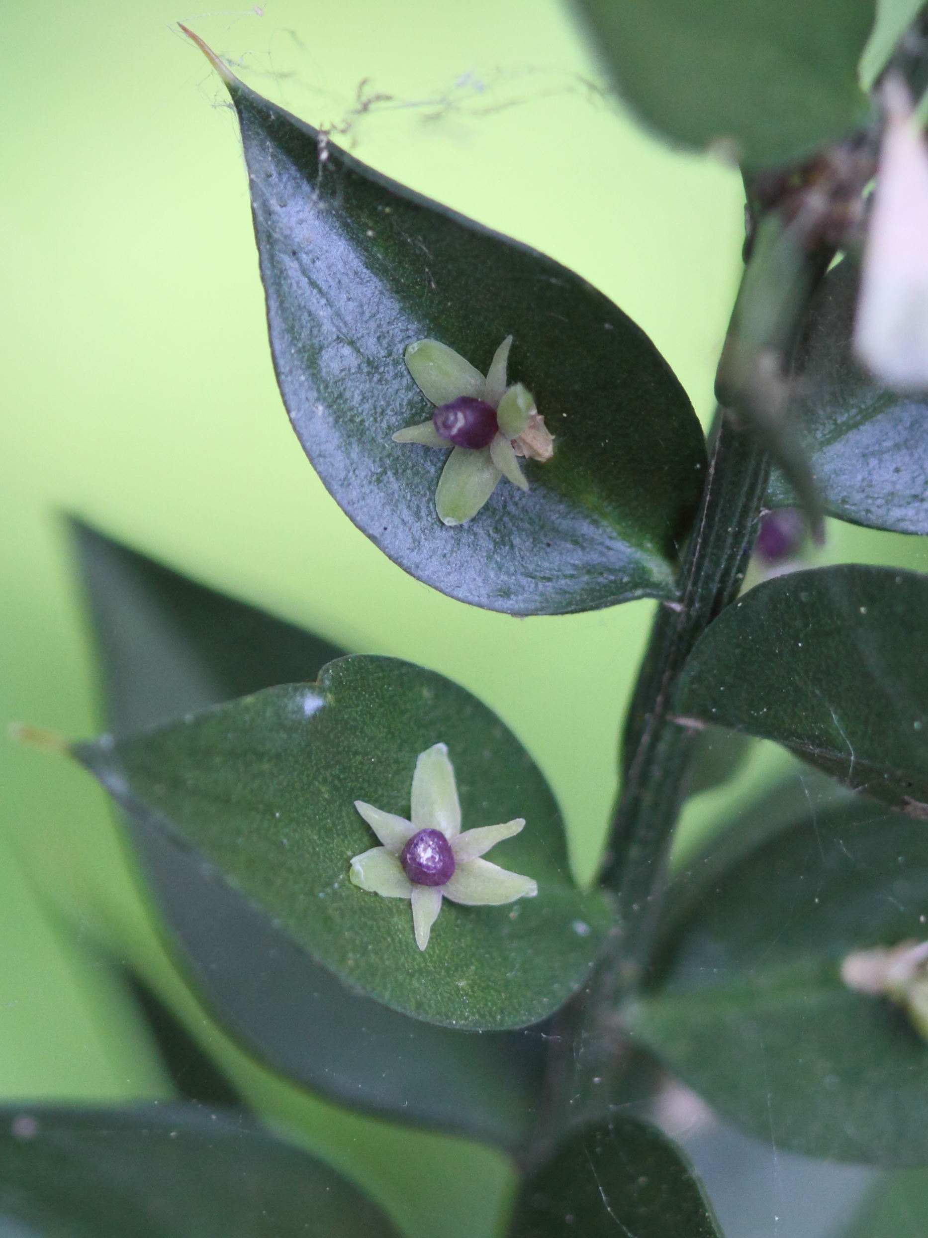 ruscus_aculeatus5bd