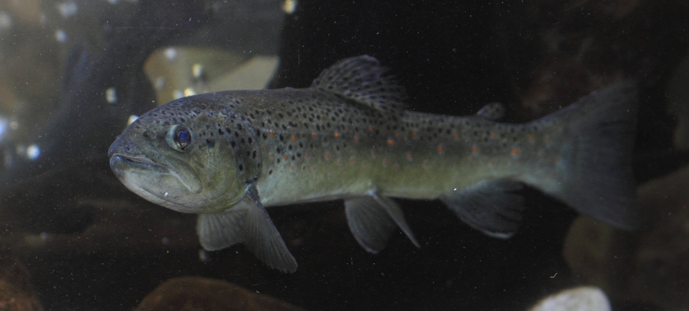 salmo_trutta_fario1bd