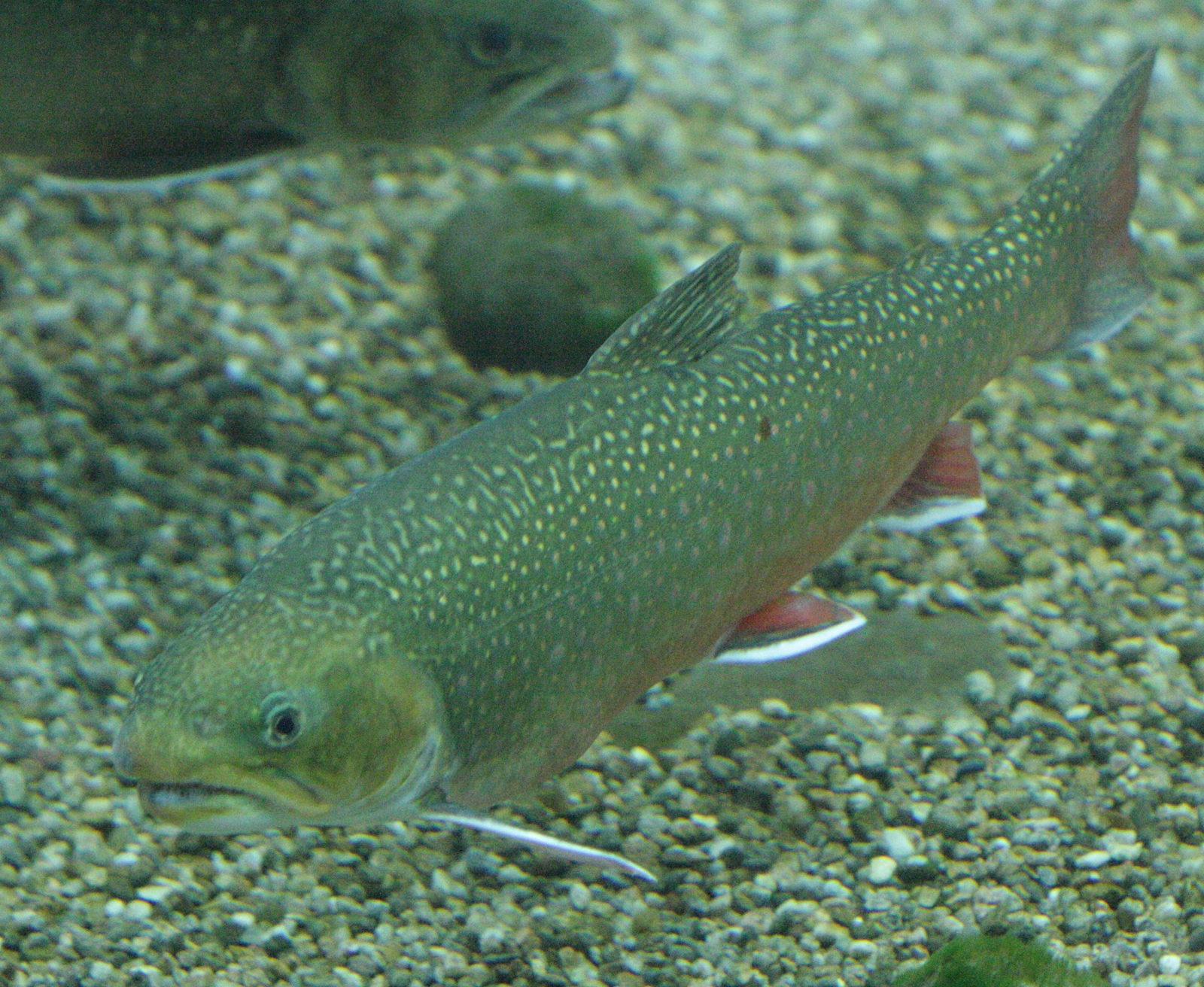 salvelinus_fontinalis3bd