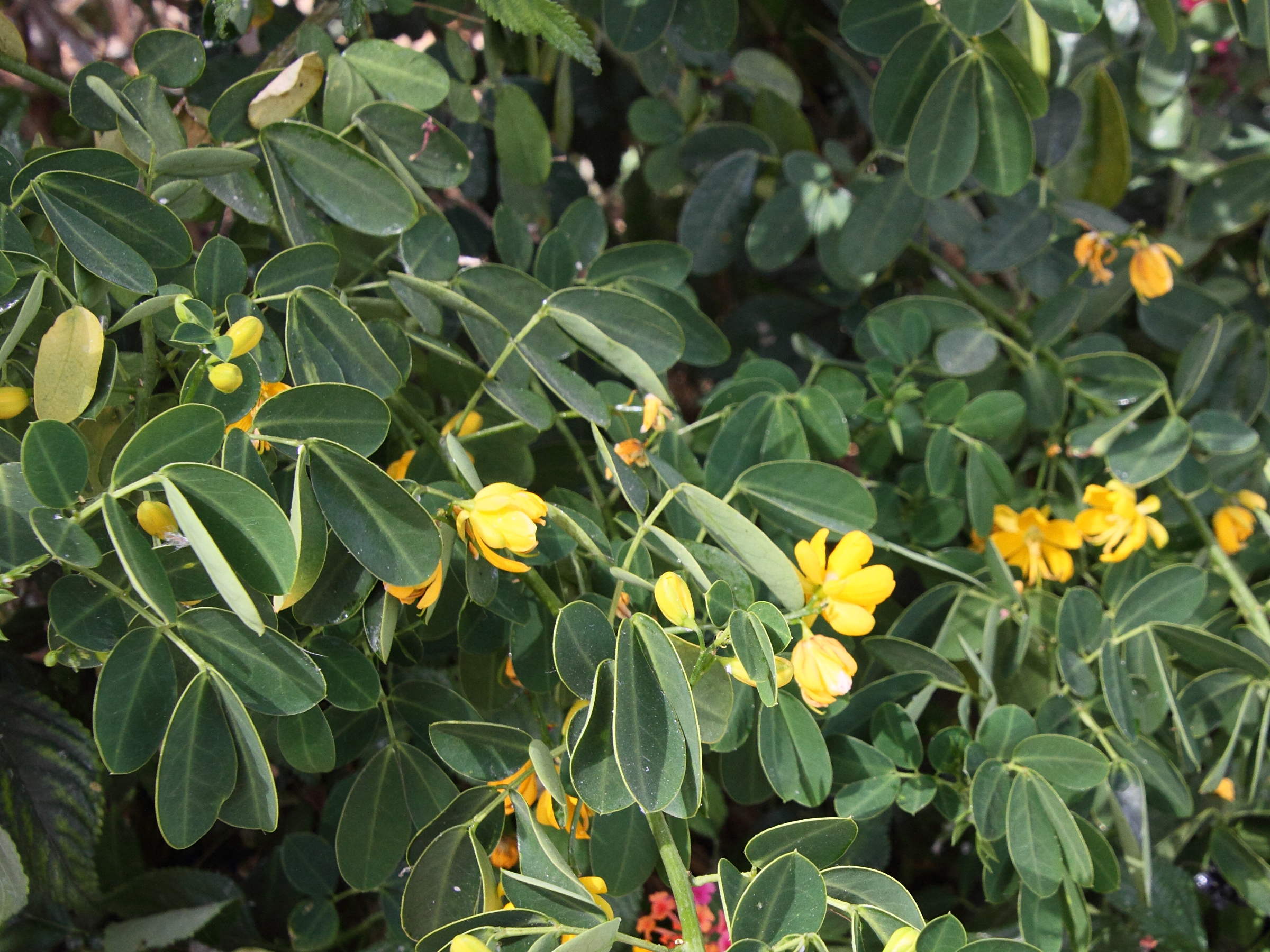 senna_bicapsularis1md