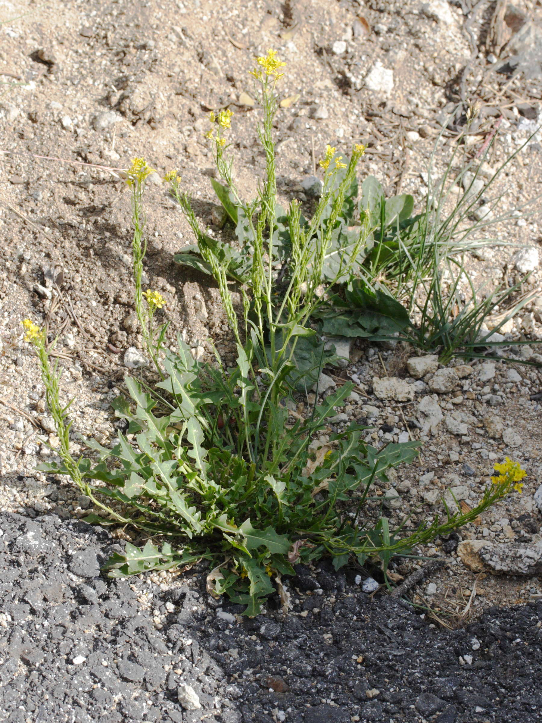 sisymbrium_austriacum_chrysanthum1md