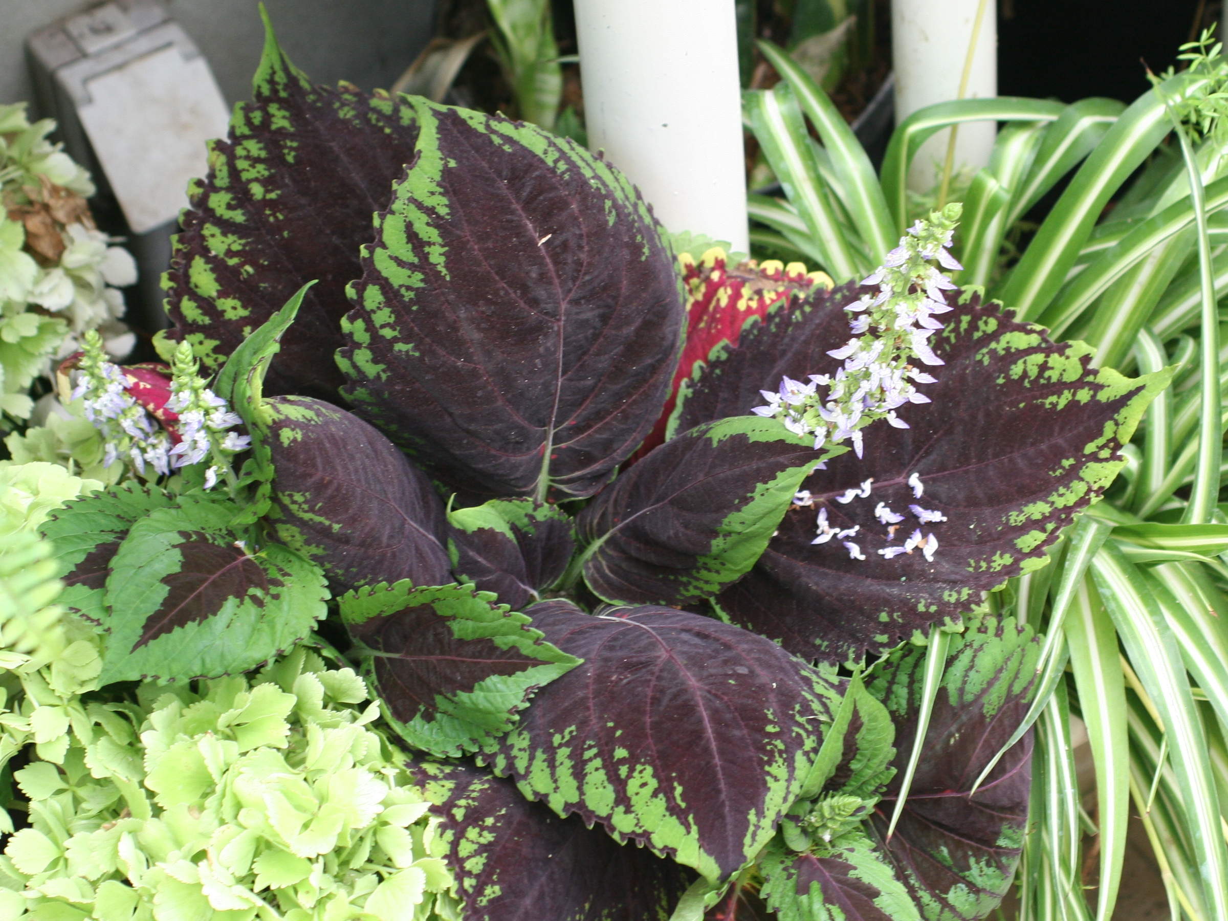 solenostemon_scutellaroides1md