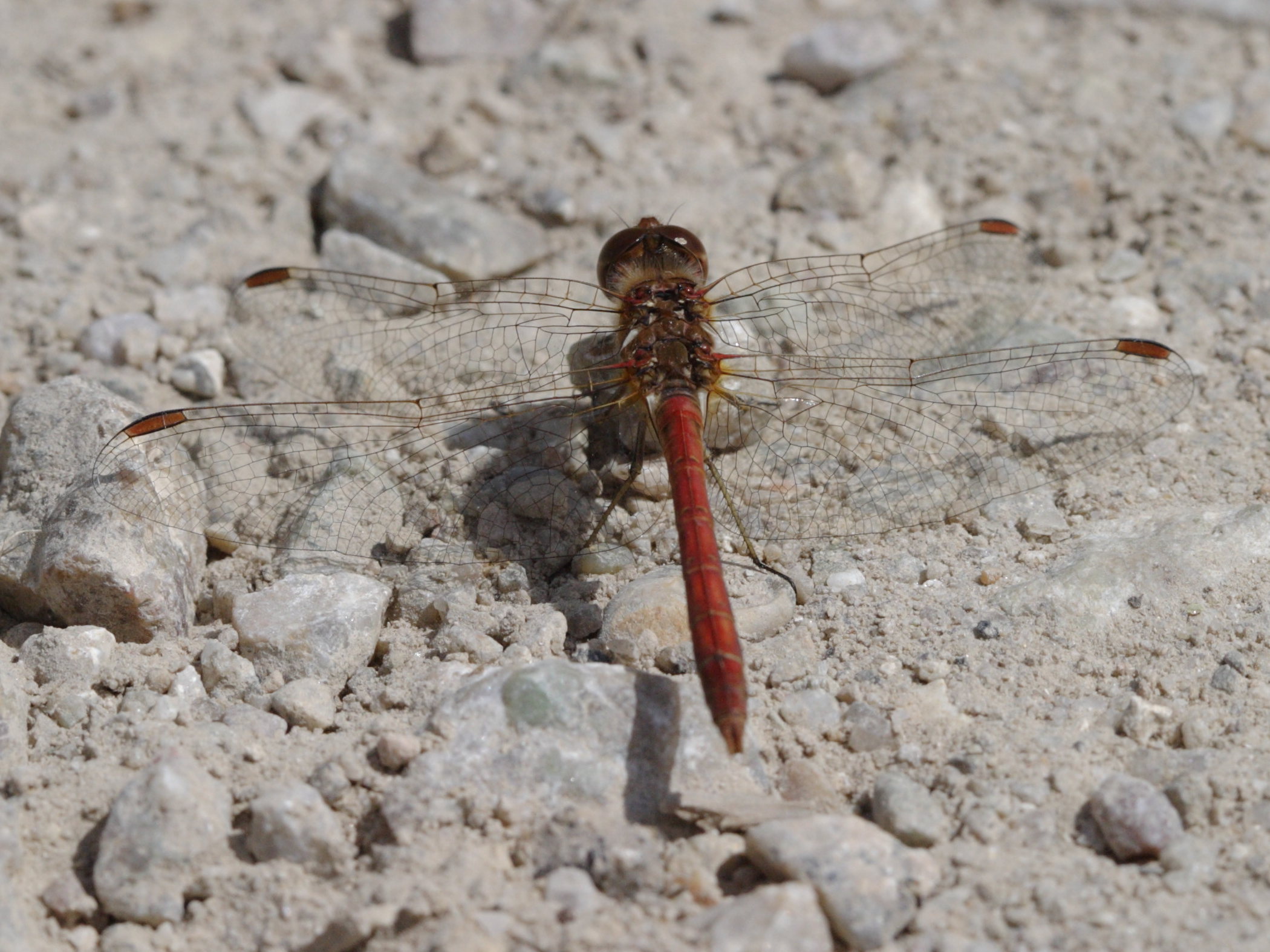 Afficher le média sympetrum_striolatum4bd sympetrum_striolatum4bd