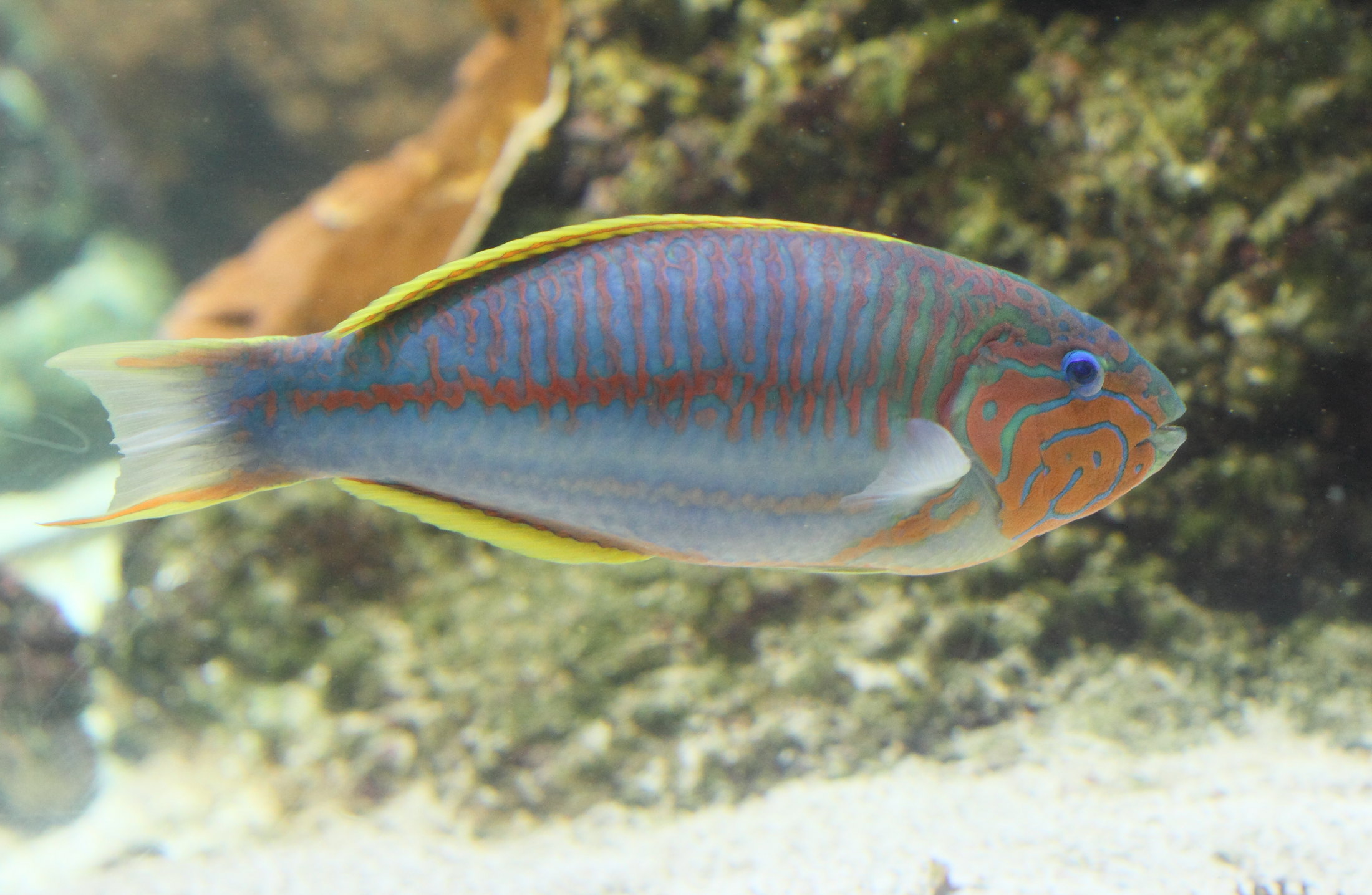 thalassoma_rueppellii2bd