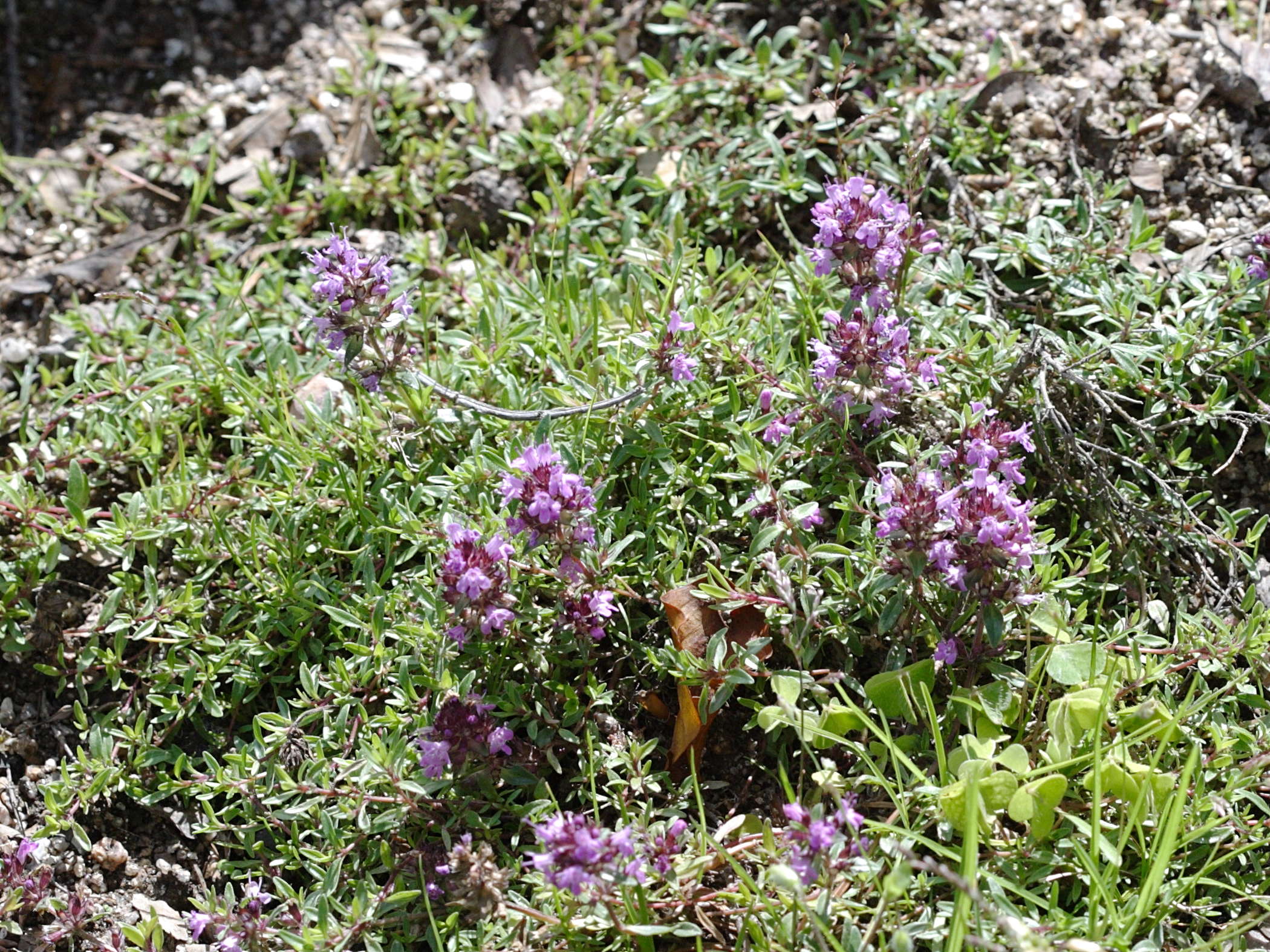 thymus_nervosus2bd