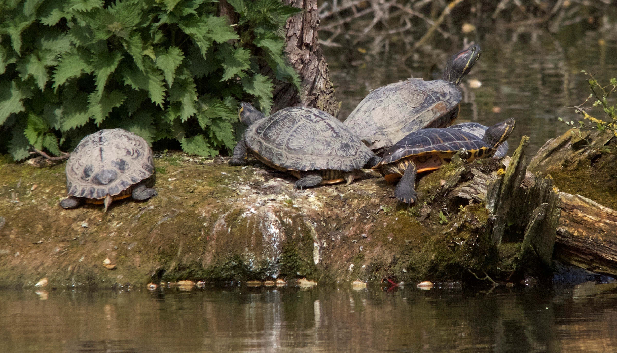 trachemys_scripta_elegans4md