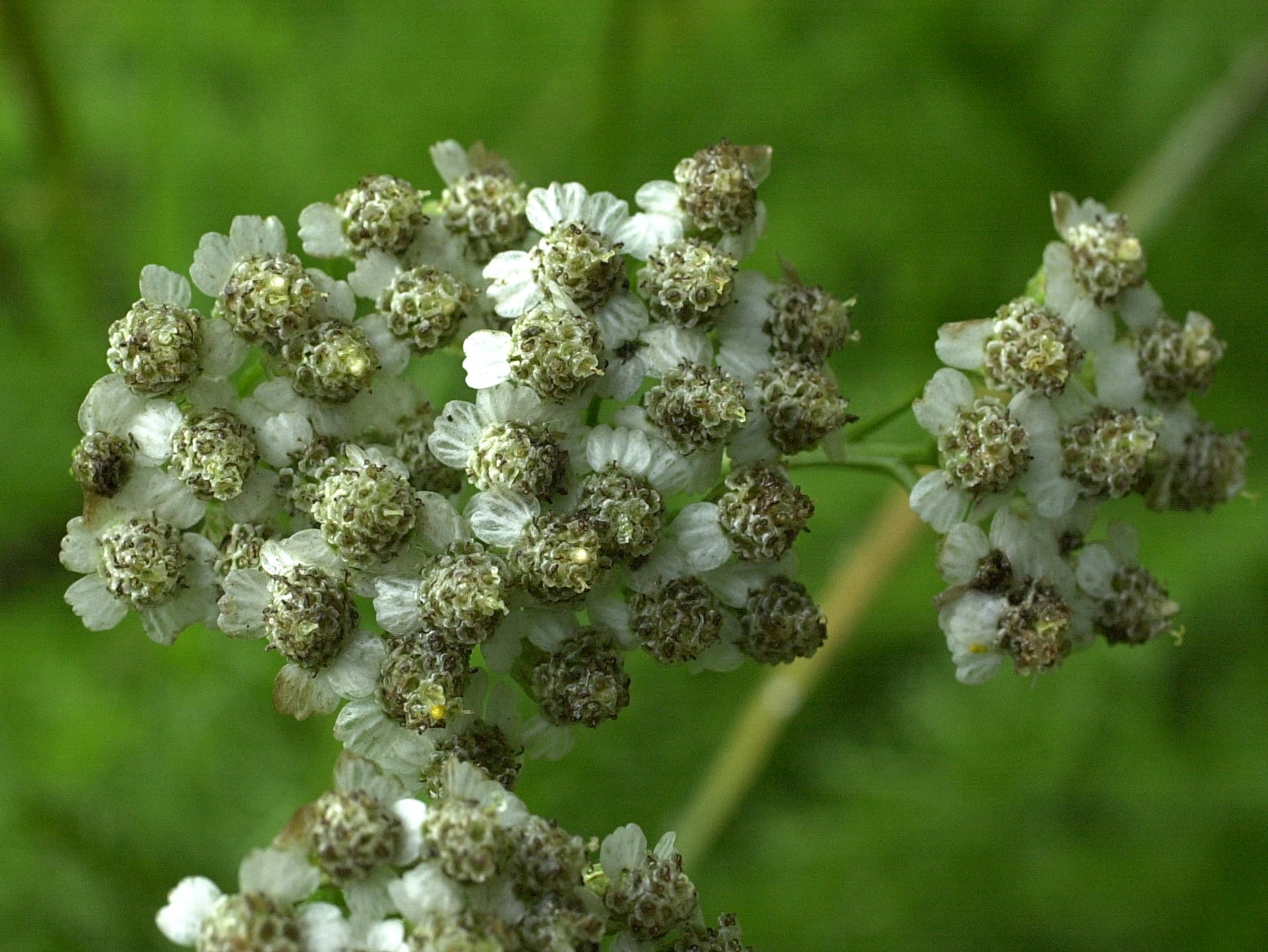 achillea_millefolium2md
