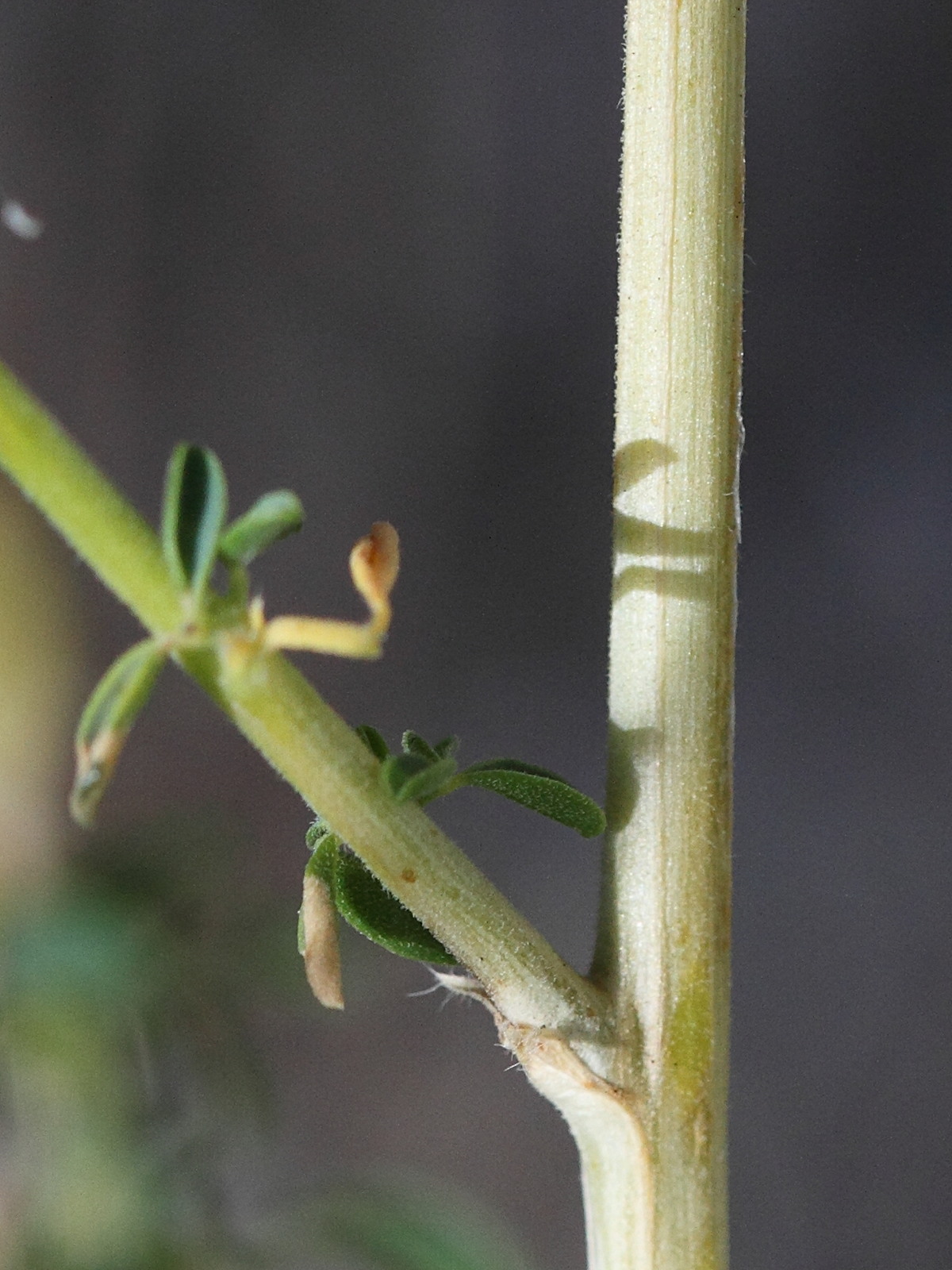 Afficher le média adenocarpus_telonensis4md adenocarpus_telonensis4md