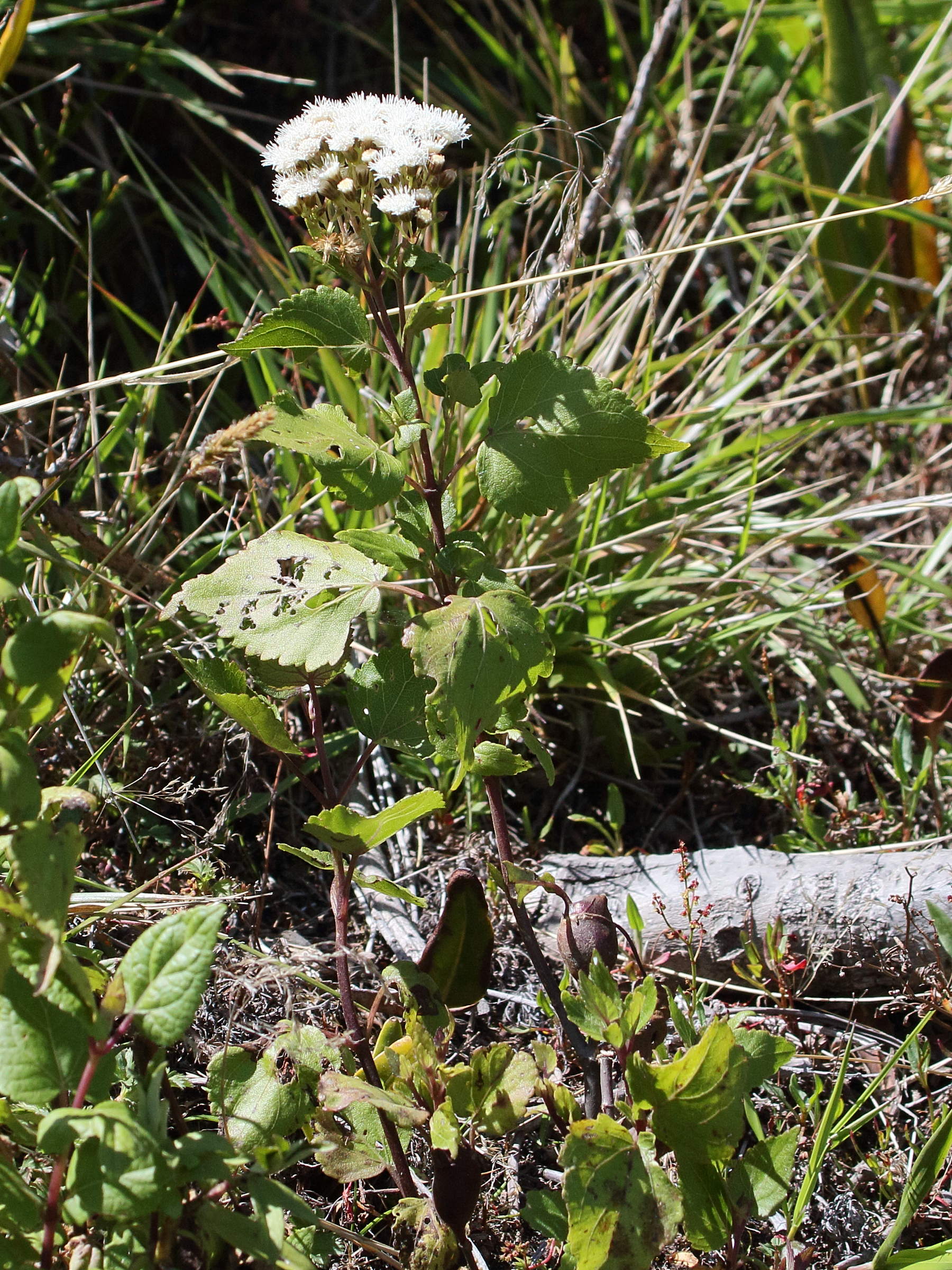 Afficher le média ageratina_altissima1bd ageratina_altissima1bd