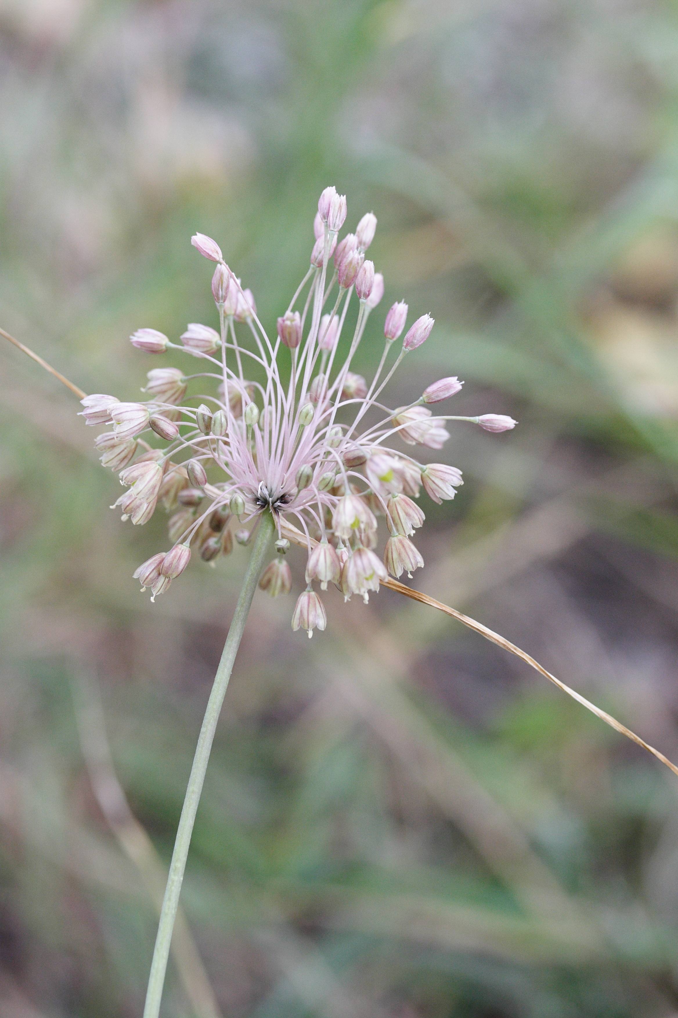 allium_paniculatum4md