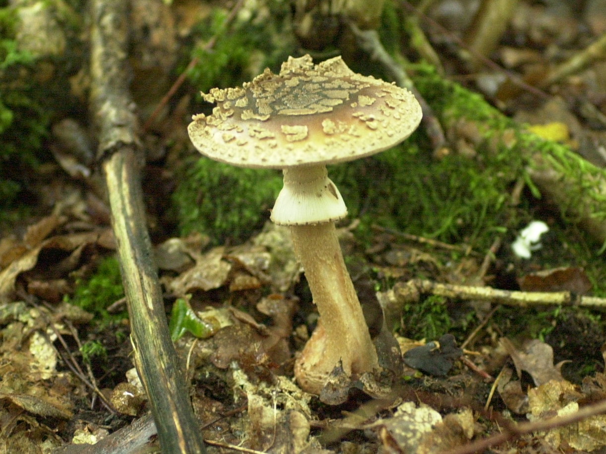 Afficher le média amanita_rubescens4bd amanita_rubescens4bd