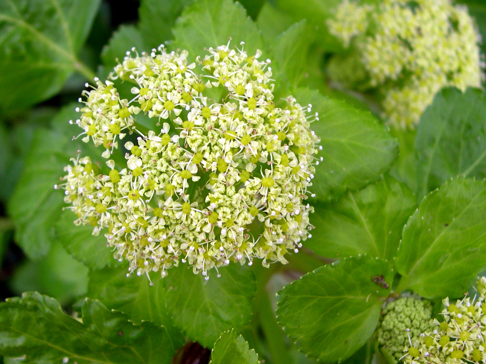 Afficher le média angelica_archangelica2bmd angelica_archangelica2bmd