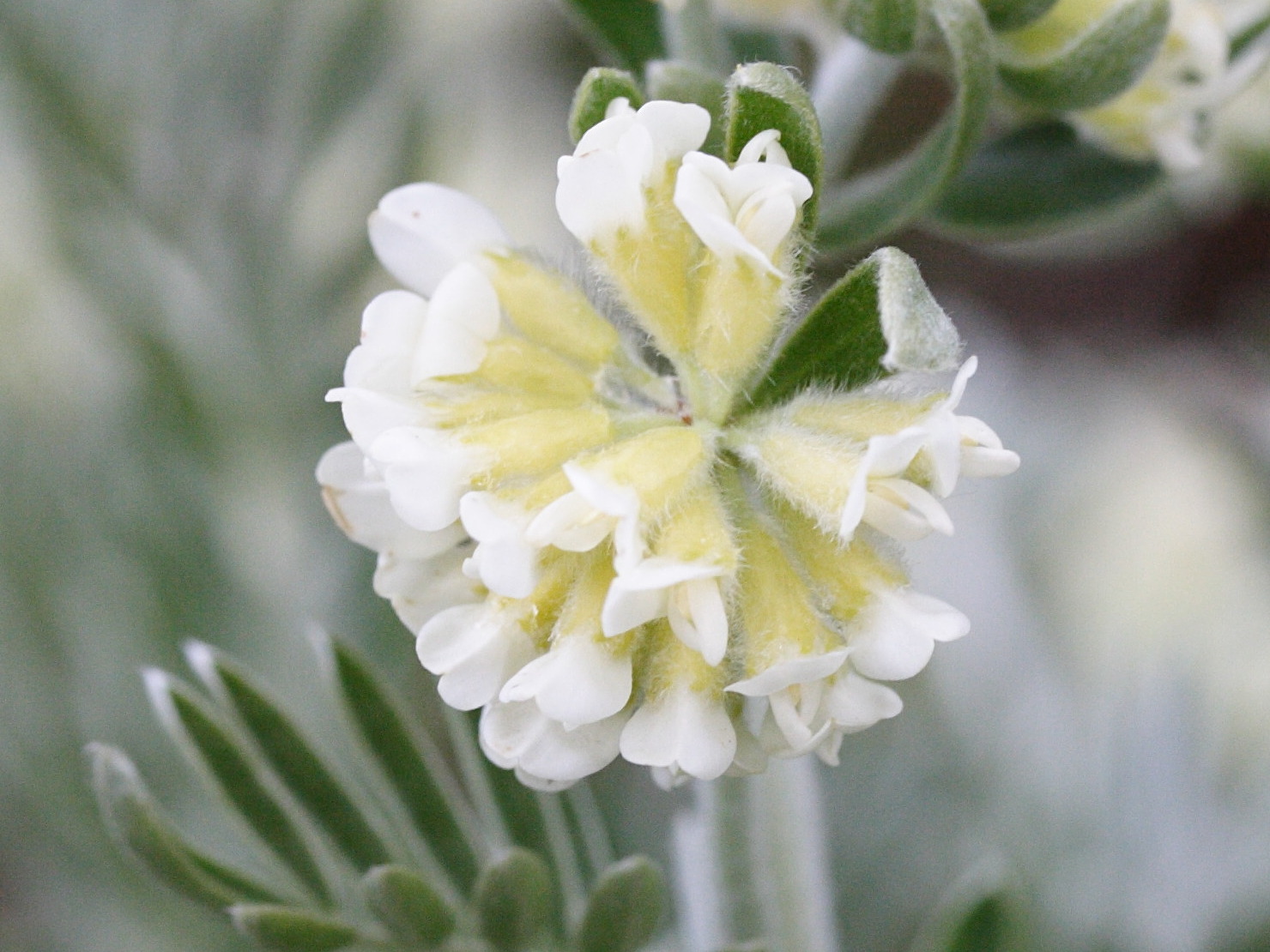 Afficher le média anthyllis_barba-jovis3md anthyllis_barba-jovis3md