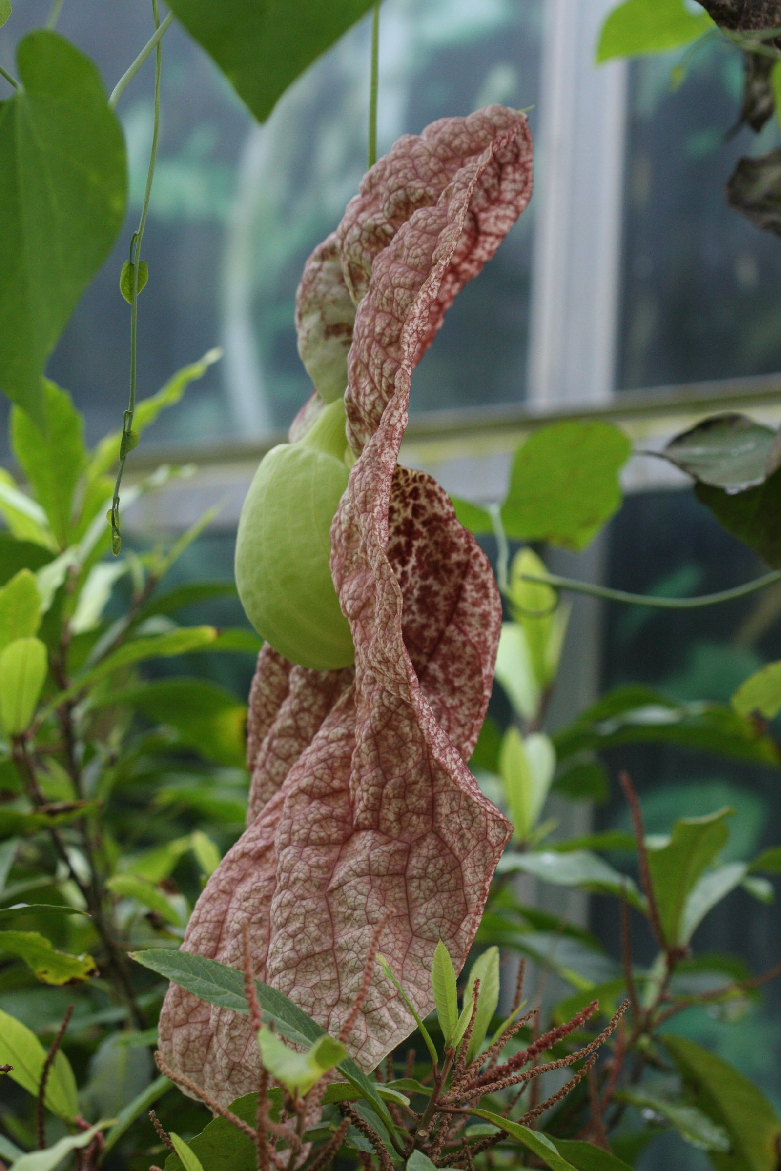 aristolochia_gigantea3abd