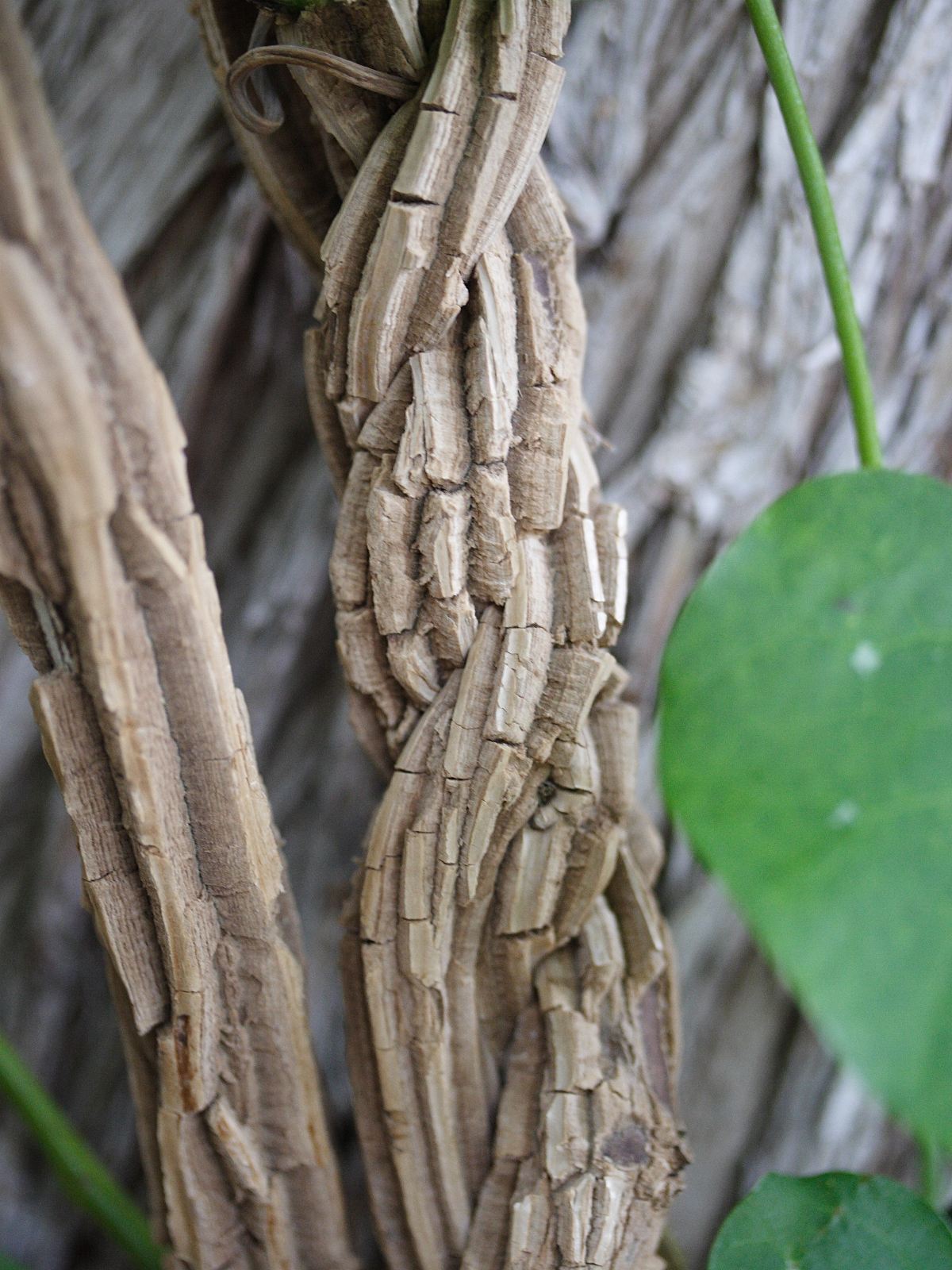 aristolochia_gigantea5md