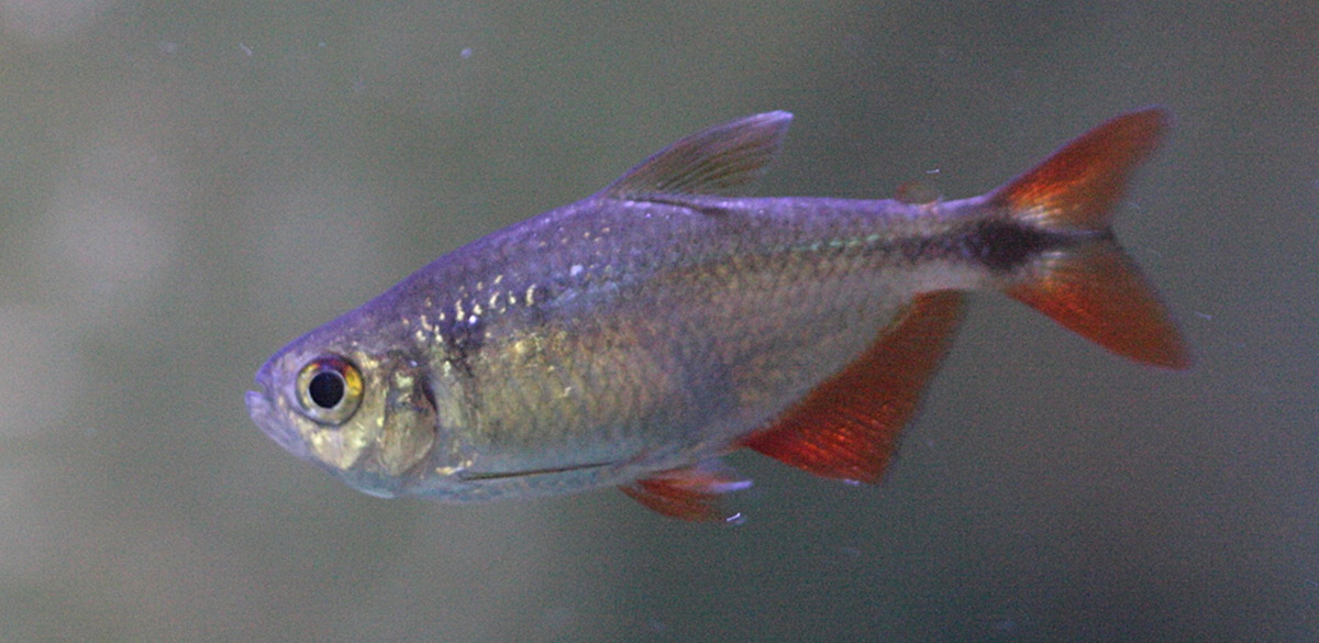 Afficher le média astyanax_fasciatus2bd astyanax_fasciatus2bd