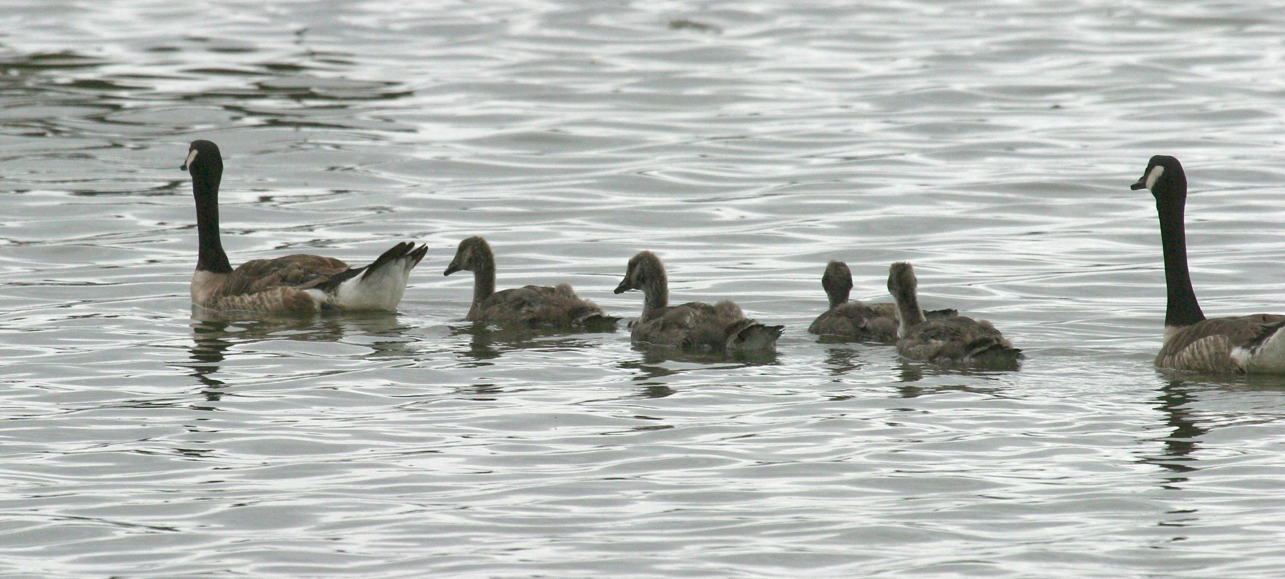 bernache_du_canada_-_branta_canadensis2bd