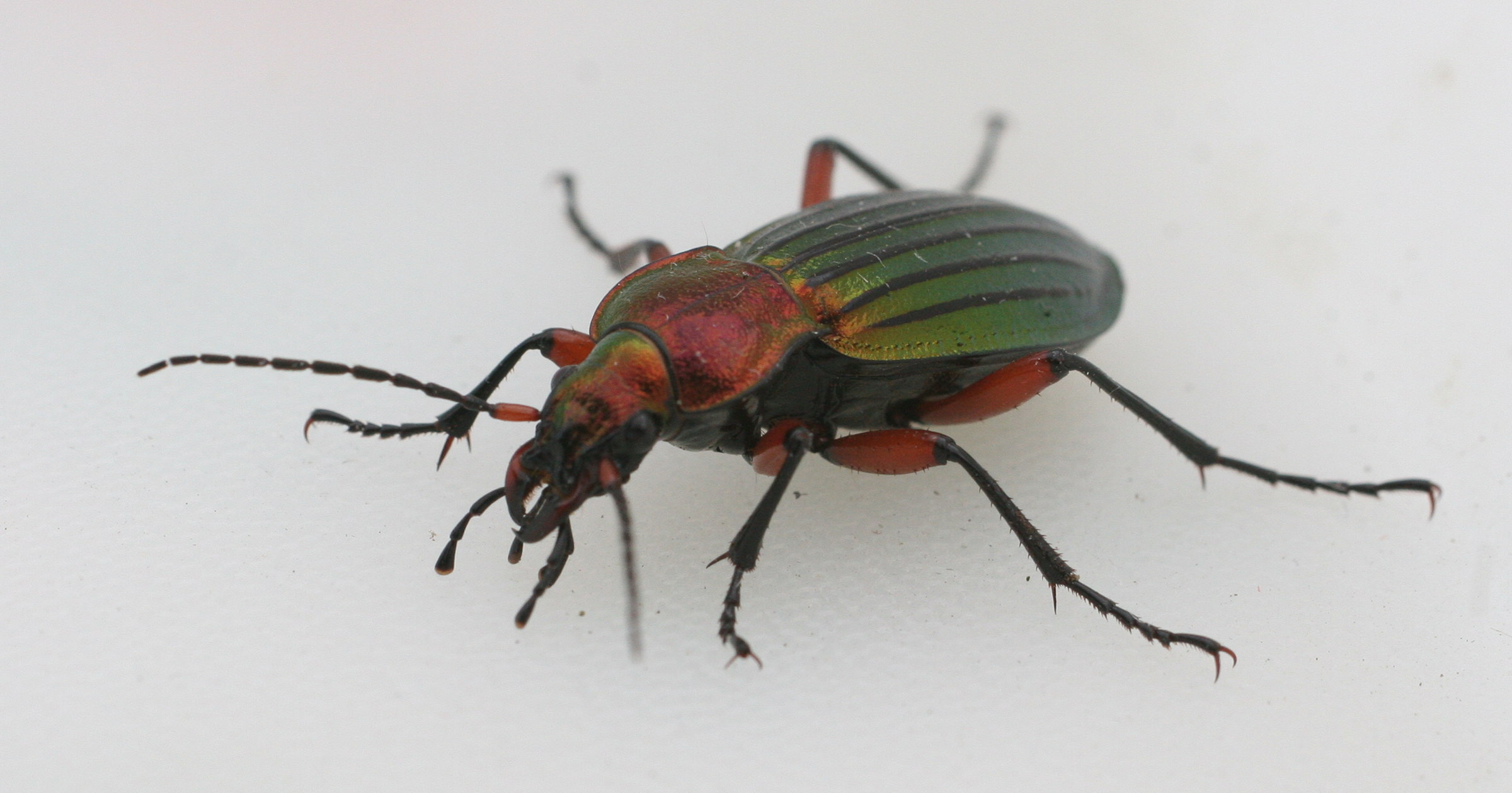 carabus_auronitens2md