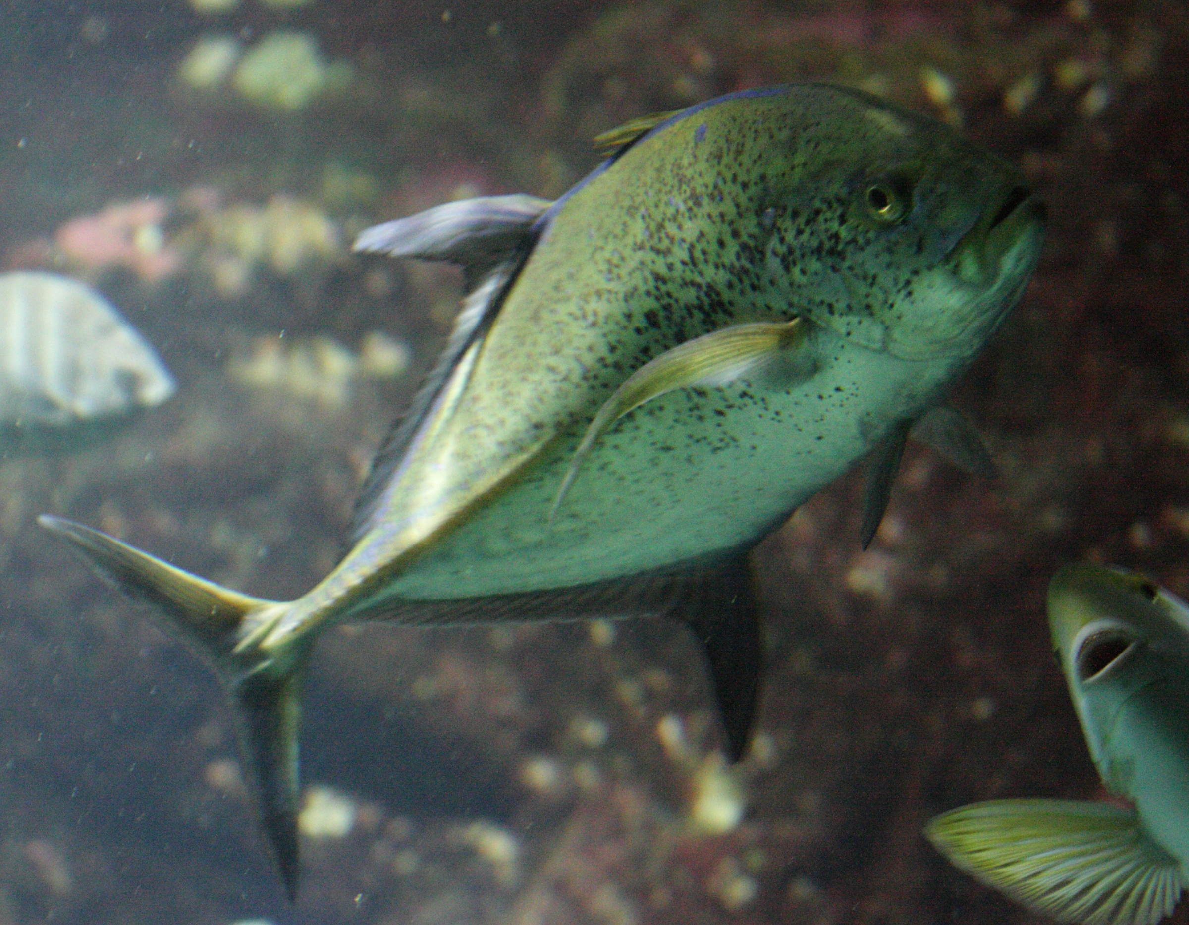 caranx_melampygus1bd