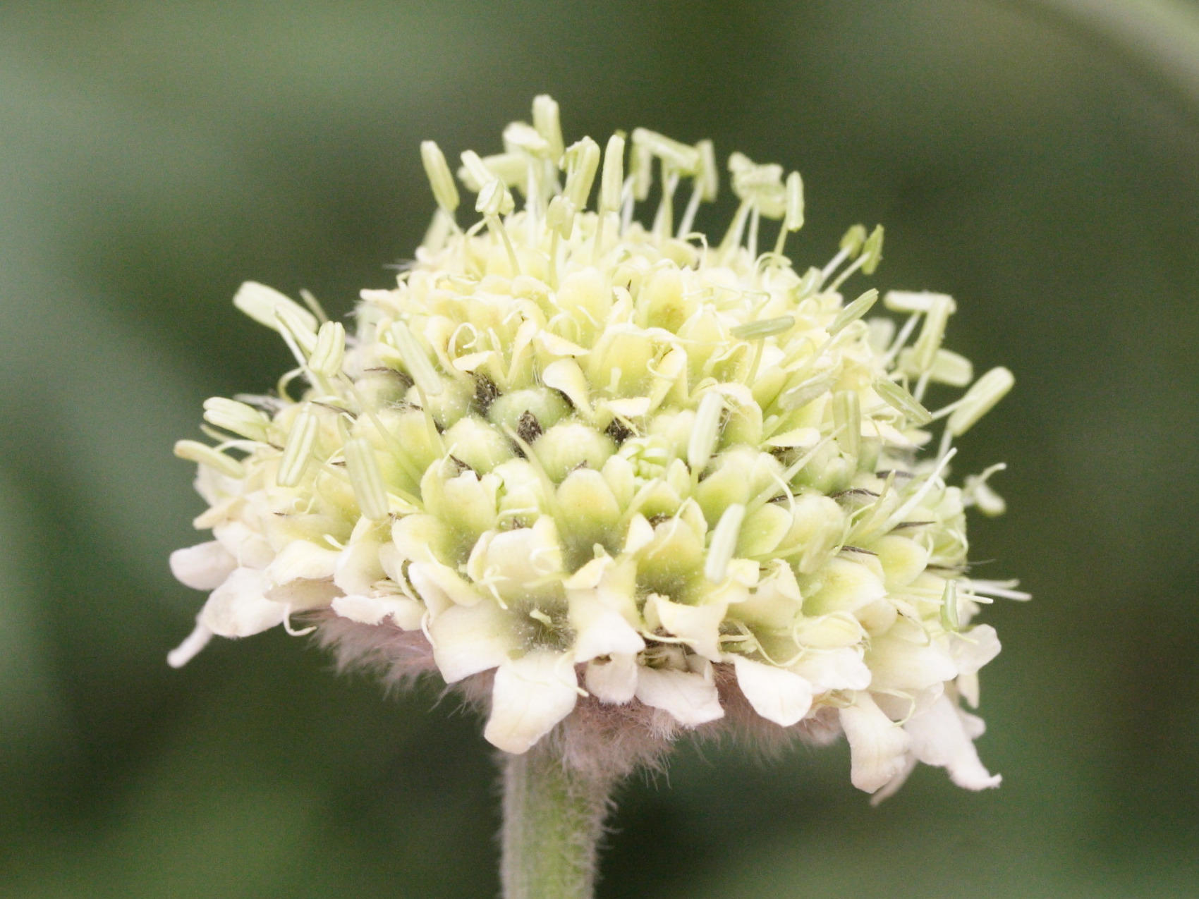 cephalaria_alpina4md