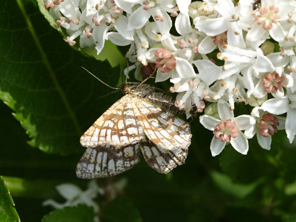 chiasmia_clathrata2sd