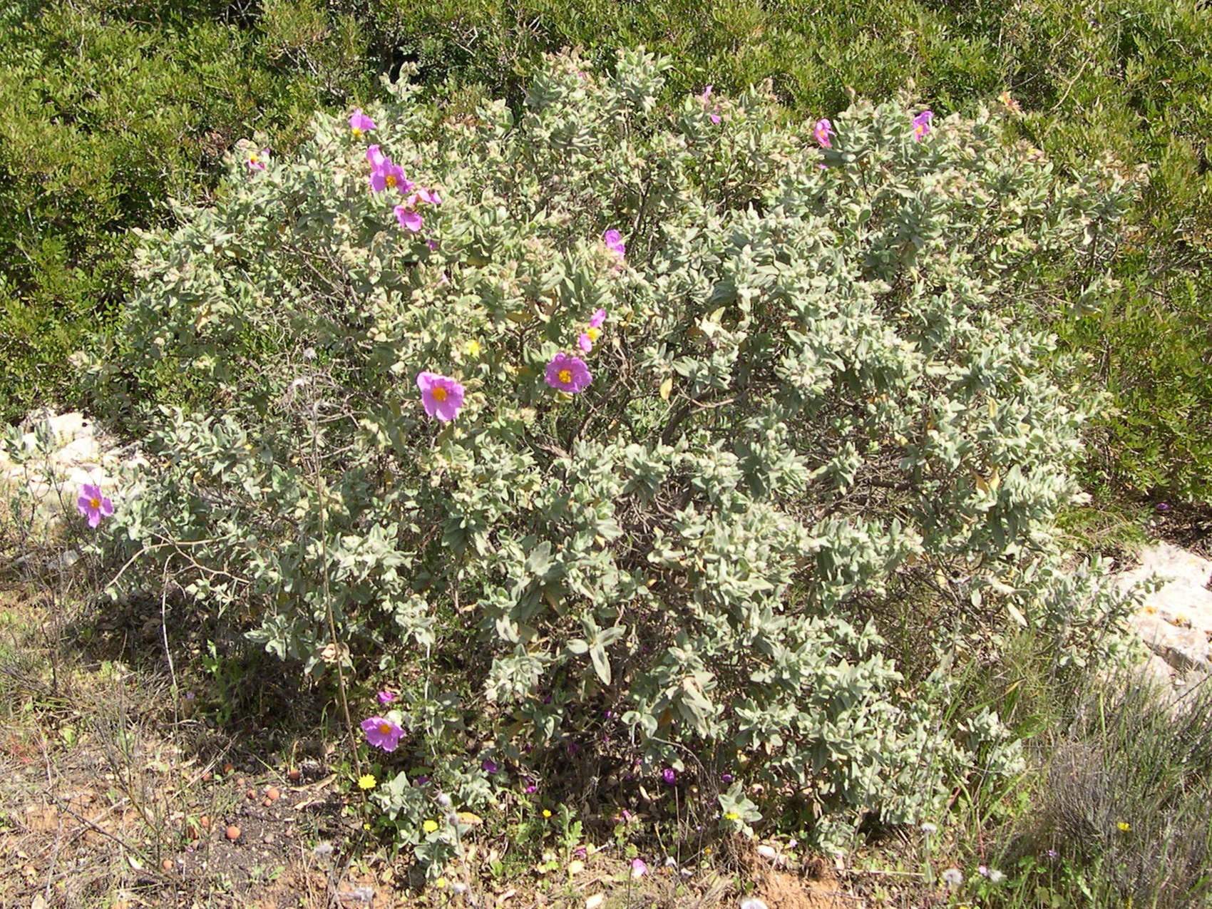cistus_albidus5md